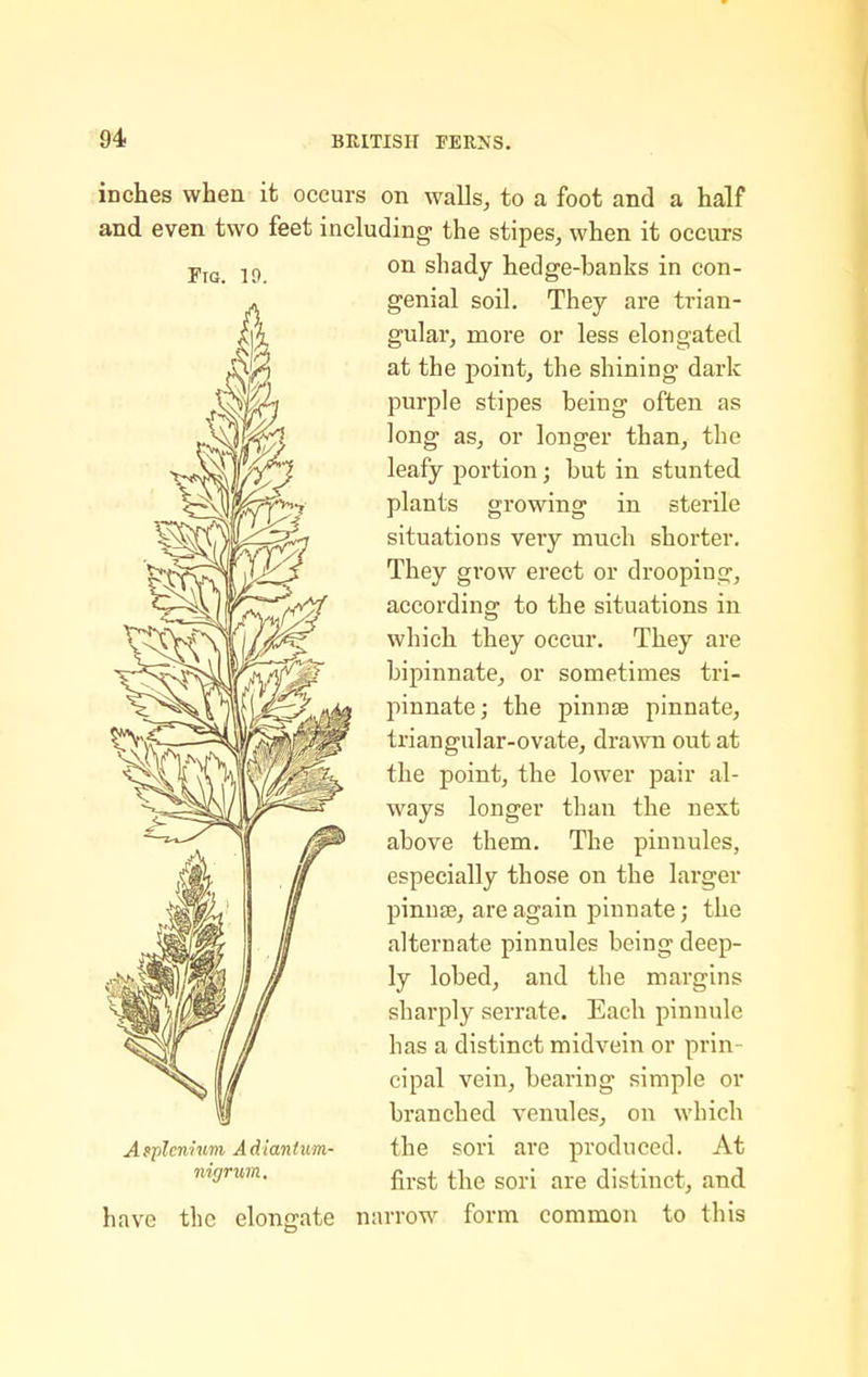 Fig. 19. iDches when it occurs on walls, to a foot and a half and even two feet including the stipes, when it occurs on shady hedge-banks in con- genial soil. They are trian- gular, more or less elongated at the point, the shining dark purple stipes being often as long as, or longer than, the leafy portion; but in stunted plants growing in sterile situations very much shorter. They grow erect or drooping, according to the situations in which they occur. They are bipinnate, or sometimes tri- pinnate; the pinnae pinnate, triangular-ovate, drawn out at the point, the lower pair al- ways longer than the next above them. The pinnules, especially those on the larger pinnae, are again pinnate; the alternate pinnules being deep- ly lobed, and the margins sharply serrate. Each pinnule has a distinct midvein or prin- cipal vein, bearing simple or branched venules, on which the sori are produced. At first the sori are distinct, and A fplenium A d ian Uim- iiigrmn. have the elongate narrow form common to this