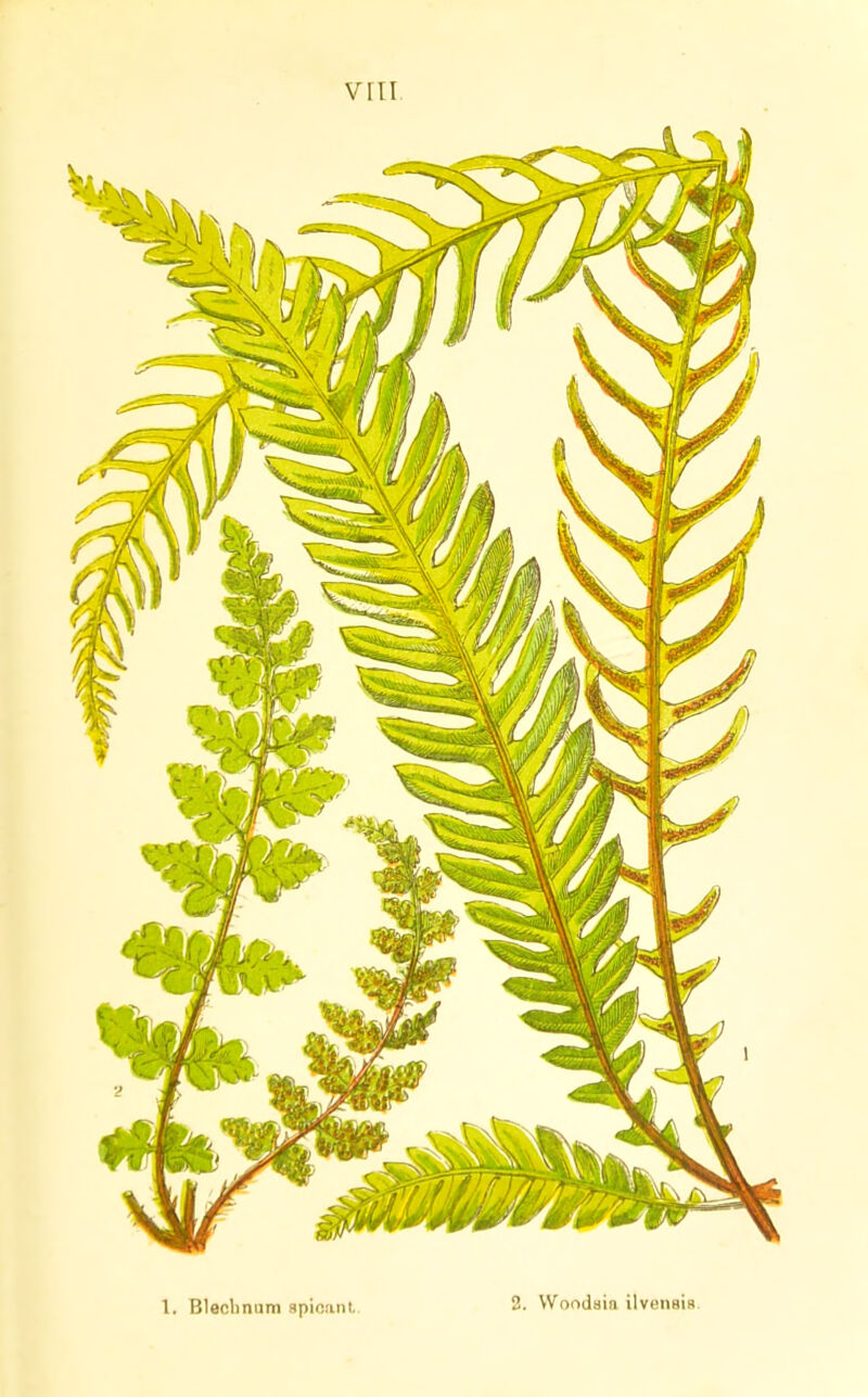 1. Bleclinum sploani. 2. Woodsia ilvensis