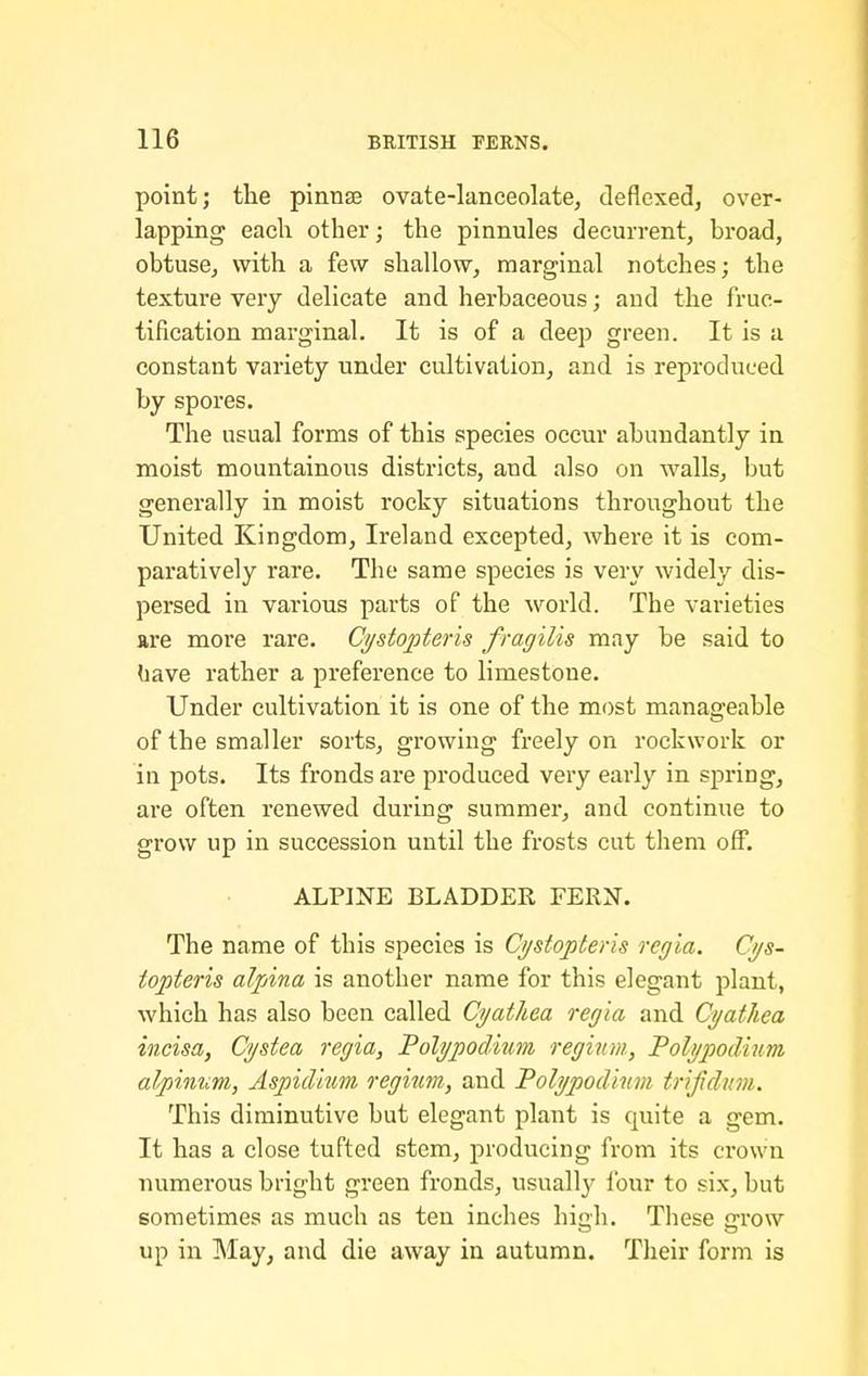 point; the pinuse ovate-lanceolate, deflexed, over- lapping each other; the pinnules decurrent, broad, obtuse, with a few shallow, marginal notches; the texture very delicate and herbaceous; and the fruc- tification marginal. It is of a deep green. It is a constant variety under cultivation, and is reproduced by spores. The usual forms of this species occur abundantly in moist mountainous districts, and also on walls, but generally in moist rocky situations throughout the United Kingdom, Ireland excepted, where it is com- paratively rare. The same species is very widely dis- persed in various parts of the world. The varieties are more rare. Cystoptens fragilis may be said to (lave rather a preference to limestone. Under cultivation it is one of the most manageable of the smaller sorts, growing freely on rockwork or in pots. Its fronds are produced very early in spring, are often renewed during summer, and continue to grow up in succession until the frosts cut them off. ALPINE BLADDER FERN. The name of this species is Ci/stopteris regia. Cys- topteris alpina is another name for this elegant plant, which has also been called Cyathea regia and Cyathea incisa, Cystea regia, Polypodhm regmm, Polypodium alphmm, AspicUum regmm, and Polypod'mm trifdiim. This diminutive but elegant plant is quite a gem. It has a close tufted stem, producing from its ci'own numerous bright green fronds, usually lour to six, but sometimes as much as ten inches \\vA\. These jrrow up in May, and die away in autumn. Their form is