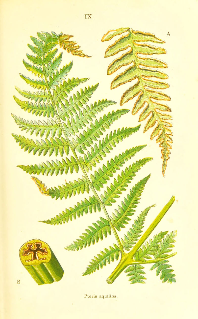 Pteris uquiliiiH