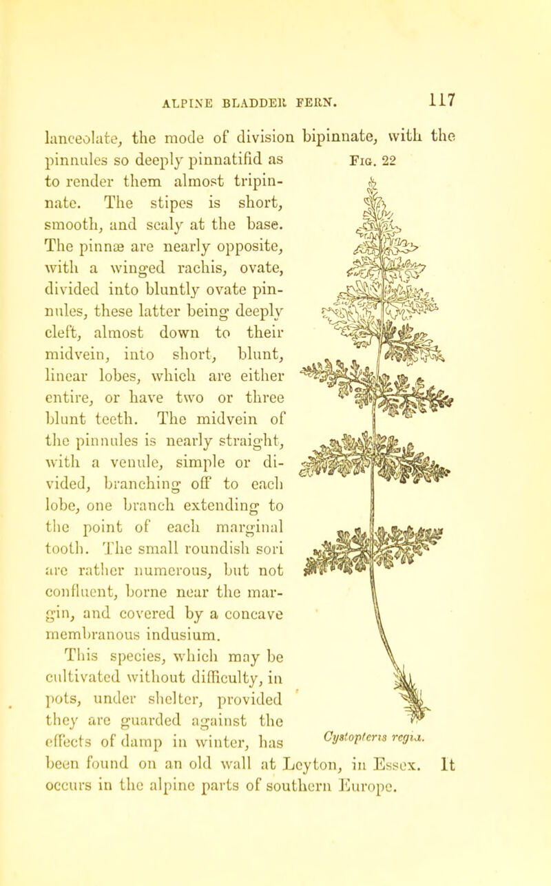 lanceolate,, the mode of division bipinnate, witli the pinnules so deeply pinnatifid as Fig. 22 to rendei them almost tripin- nate. The stipes is short, smooth, and scaly at the base. The pinnae are nearly opposite, with a winged rachis, ovate, divided into bluntly ovate pin- nules, these latter being deeply cleft, almost down to their midvein, into short, blunt, linear lobes, which are either entire, or have two or three blunt teeth. The midvein of the pinnules is nearly straight, with a venule, simple or di- vided, branching off to each lobe, one branch extending to the point of each marginal tooth. The small roundish sori arc rather numerous, but not confluent, borne near the mar- gin, and covered by a concave membranous indusium. This species, which may be cultivated without difficulty, in l)ots, under shelter, provided they are guarded against the ('(Tects of damp in winter, has been found on an old wall at Leyton, in Essex, occurs in the alpine parts of southern Europe. Cyatoptcrts regia. It