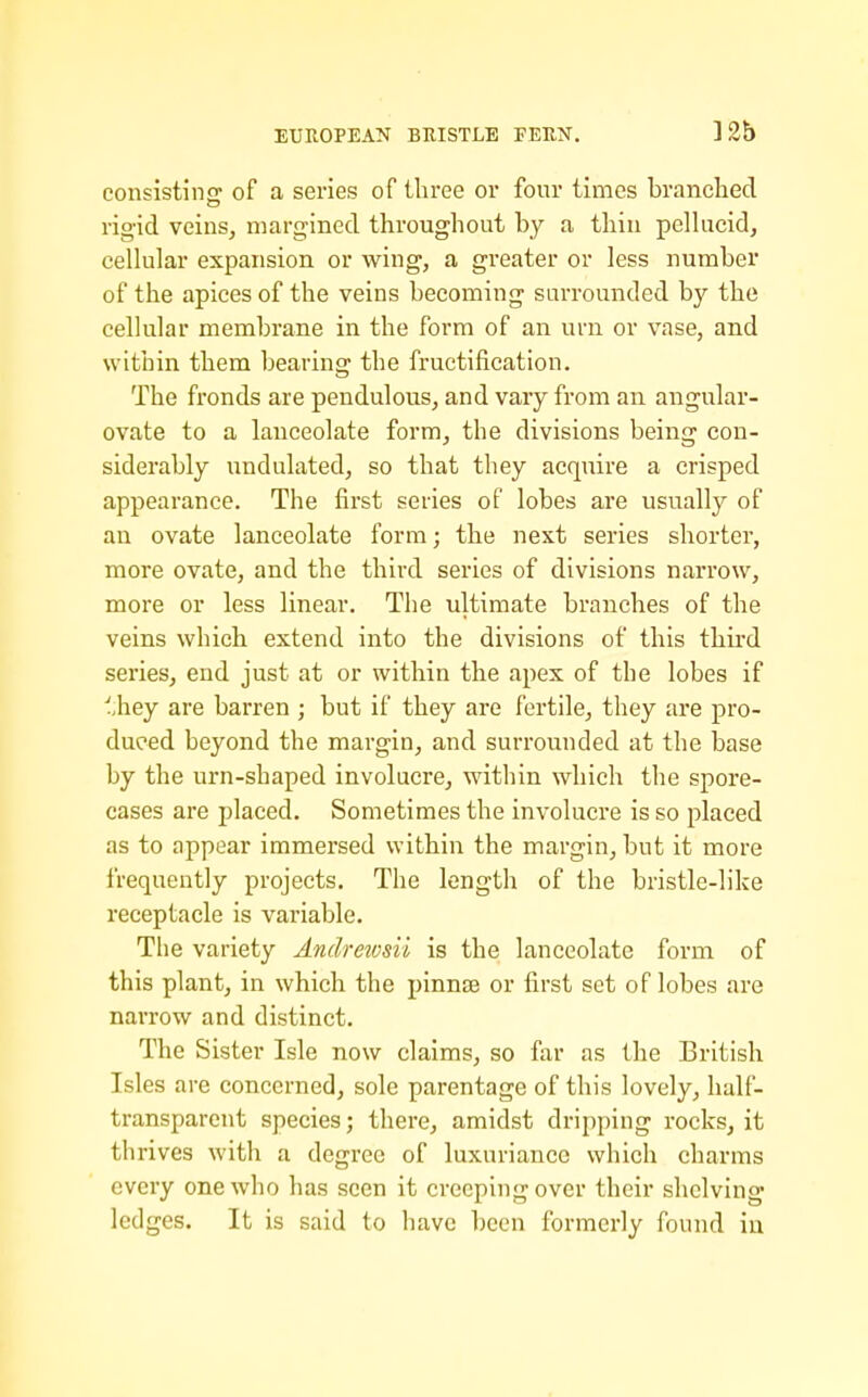 EUROPEAN BBISTLE FEUN, consistincT of a series of three or four times branched rig-id veins, margined throughout by a thin peUucid, cellular expansion or wing, a greater or less number of the apices of the veins becoming surrounded by the cellular membrane in the form of an urn or vase, and within them bearing the fructification. The fronds are pendulous, and vary from an angular- ovate to a lanceolate form, the divisions being con- siderably undulated, so that they acquire a crisped appearance. The first series of lobes are usually of an ovate lanceolate form; the next series shorter, more ovate, and the third series of divisions narrow, more or less linear. The ultimate branches of the veins which extend into the divisions of this thii'd series, end just at or within the apex of the lobes if ■l,hey are barren ; but if they are fertile, they are pro- duced beyond the margin, and surrounded at the base by the urn-shaped involucre, within which the spore- cases are placed. Sometimes the involucre is so placed as to appear immersed within the margin, but it more frequently projects. The length of the bristle-like receptacle is variable. The variety Andrewsii is the lanceolate form of this plant, in which the pinnae or first set of lobes are narrow and distinct. The Sister Isle now claims, so far as the British Isles are concerned, sole parentage of this lovely, half- transparent species; there, amidst dripping rocks, it thrives with a degree of luxuriance which charms every one who has seen it creeping over their shelving ledges. It is said to have been formerly found in