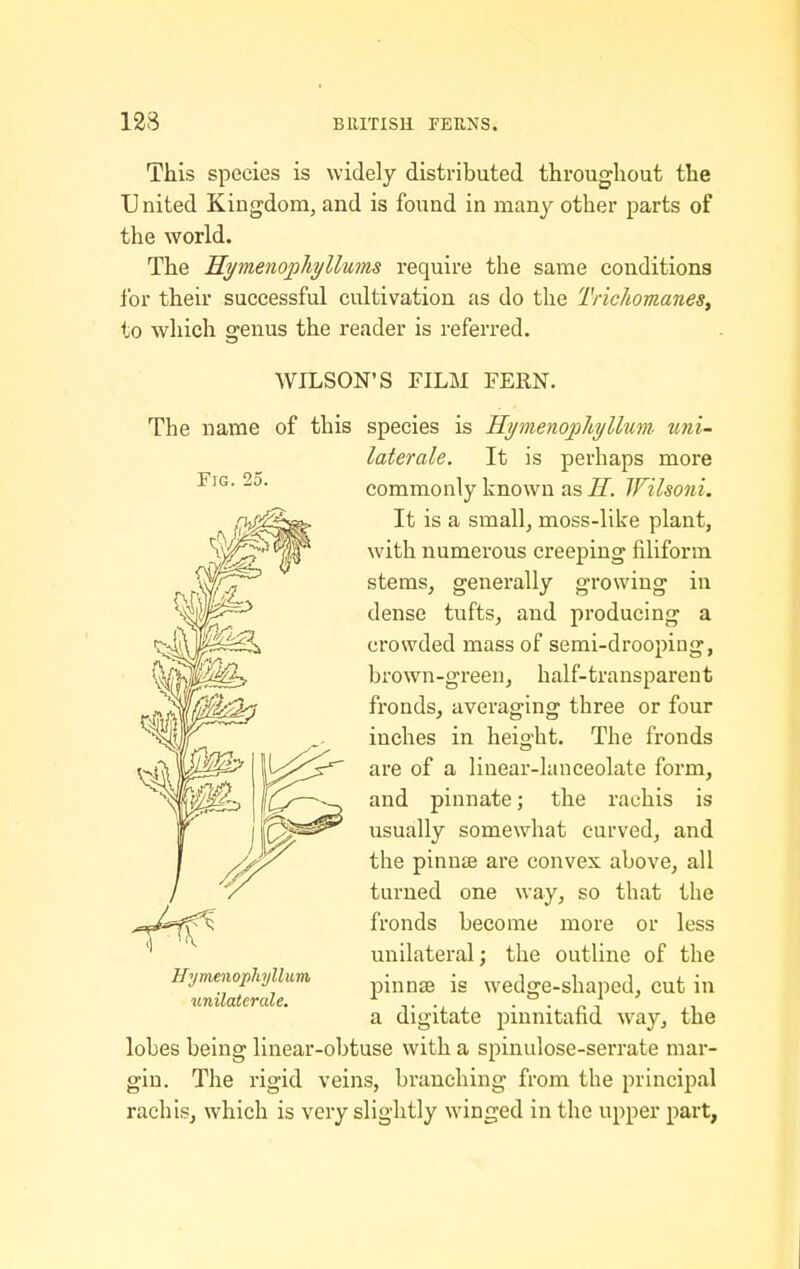 This species is widely distributed throughout the United Kingdom, and is found in many other parts of the world. The KymenopJiyllums require the same conditions for their successful cultivation as do the Tricliortianes^ to which o^enus the reader is referred. Fig. 25. WILSON'S FILM FERN. The name of this species is Hymenophyllim. uni- laterale. It is perhaps more commonly known as H. IFilsoni. It is a small, moss-like plant, with numerous creeping filiform stems, generally growing in dense tufts, and producing a crowded mass of semi-droopiug, brown-green, half-transparent fronds, averaging three or four inches in heio'ht. The fronds are of a linear-lanceolate form, and pinnate; the rachis is usually somewhat curved, and the pinnte are convex above, all turned one way, so that the fronds become more or less unilateral; the outline of the pinnae is wedge-shaped, cut in a digitate piunitafid way, the lobes being linear-obtuse with a spinulose-serrate mar- gin. The rigid veins, branching from the principal rachisj which is very slightly winged in the upper part, Hymenopliyllum wnilaterale.
