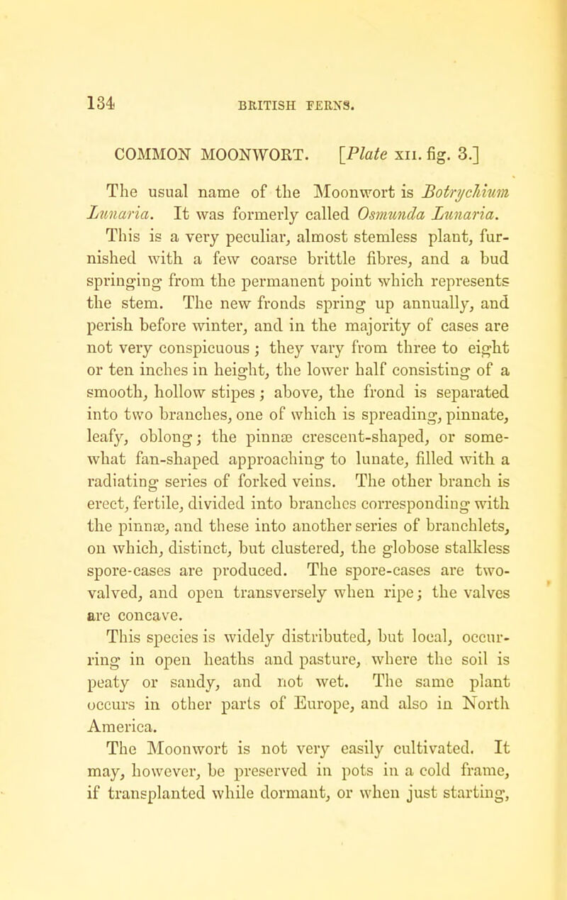 COMMON MOONWORT. [Plate xii. fig. 3.] The usual name of tlie Moonwort is Botrycliium Ltmaria. It was fornierly called Osmunda Ltcnaria. This is a veiy peculiar, almost stemless plant, fur- nished with a few coarse brittle fibres, and a bud springhig from the permanent point which represents the stem. The new fronds spring up annually, and perish before winter, and in the majority of cases are not very conspicuous ; they vary from three to eight or ten inches in height, the lower half consisting of a smooth, hollow stipes; above, the frond is separated into two branches, one of which is spreading, pinnate, leafy, oblong; the pinnas crescent-shaped, or some- what fan-shaped approaching to lunate, filled with a radiating series of forked veins. The other branch is erect, fertile, divided into branches corresponding with the pinnaj, and these into another series of branchlets, on which, distinct, but clustered, the globose stalkless spore-cases are produced. The spore-cases are two- valved, and open transversely when ripe; the valves are concave. This species is widely distributed, but local, occur- ring in open heaths and pasture, where the soil is peaty or sandy, and not wet. The same plant occurs in other parts of Europe, and also in North America. The Moonwort is not very easily cultivated. It may, however, be preserved in pots in a cold frame, if transplanted while dormant, or when just starting,