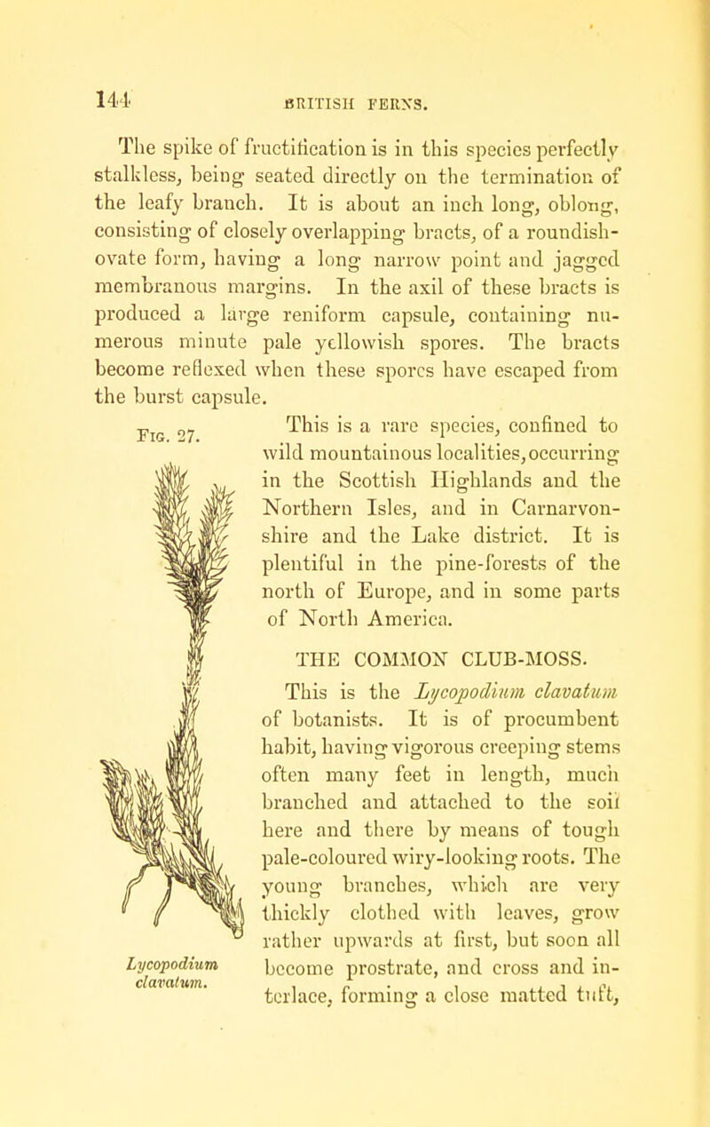 Fig. 27. The spike of fructitication is in this species perfectly stalkless, being seated directly on the termination of the leafy branch. It is about an inch long, oblotig, consisting of closely overlapping bracts, of a roundish- ovate form, having a long narrow point and jagged membranous margins. In the axil of these bracts is produced a large reniform capsule, containing nu- merous minute pale yellowish spores. The bracts become reflexed when these spores have escaped from the burst capsule. This is a rare species, confined to wild mountainous localities, occurring in the Scottish Highlands and the Northern Isles, and in Carnarvon- shire and the Lake district. It is plentiful in the pine-forests of the north of Europe, and in some parts of North America. THE COMMON CLUB-MOSS. This is the Lycopotllum clavatum, of botanists. It is of procumbent habit, having vigorous creeping stems often many feet in length, much branched and attached to the soil here and there by means of tough pale-coloured wiry-looking roots. The young branches, whicli are very thickly clothed with leaves, grow rather upwards at first, but soon all become prostrate, and cross and in- terlace, forming a close matted tuft. Lycopodium clavatum.