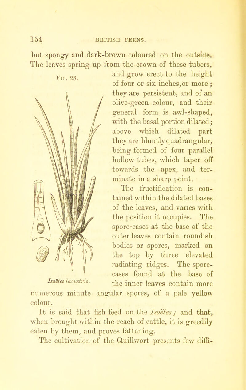 but spongy and dark-brown coloured on the outside. The leaves spring up from the crown of these tubers, and OTow erect to the hei^^ht i iG- 28. . • • 1 01 four or six inches, or more; they are persisteut, and of an olive-green colour, and their general form is awl-shaped, with the basal portion dilated; above which dilated part they are bluntly quadrangular, being formed of four parallel hollow tubes, which taper off towards the apex, and ter- minate in a sharp point. The fructification is con- tained within the dilated bases of the leaves, and varies with the position it occupies. The spore-cases at the base of the outer leaves contain roundish bodies or spores, marked on the top by three elevated radiating ridges. The spore- cases found at the base of the inner leaves contain more angular spores, of a pale yellow Isoetes lacustris. numerous minute colour. It is said that fish feed on the Isoetes; and that, when brought within the reach of cattle, it is greedily eaten by them, and proves fattening. The cultivation of the Quillwort presents few diffi-