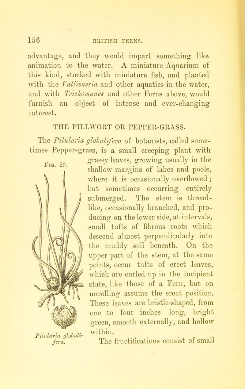 iha. 29. advantage, and they would impart something like animation to the water. A miniature Aquarium of this kind, stocked with miniature fish, and planted with the VaUisneria and other aquatics in the water, and with Trichomanes and other Ferns above, would furnish an object of intense and ever-changing interest. THE PILLWORT OR PEPPER-GRASS. The Pilularia glohulifera of botanists, called some- times Pepper-grass, is a small creeping plant with grassy leaves, growing usually in the shallow margins of lakes and pools, where it is occasionally overflowed; but sometimes occurring entirely submerged. The stem is thread- like, occasionally branched, and pro- ducing on the lower side, at intervals, small tufts of fibrous roots which descend almost perpendicularly into the muddy soil beneath. On the upper part of the stem, at the same points, occur tufts of erect leaves, which are curled up in the incipient state, like those of a Fern, but on unrolling assume the erect position. These leaves are bristle-shaped, from one to four inches long, bright green, smooth externally, and hollow Pilularia globuli- . • , p n fera. The fructifications consist ot small