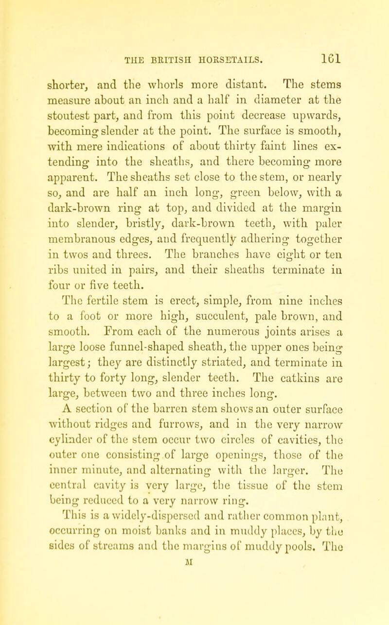 shorter, and the whorls more distant. The stems measure about an inch and a half in diameter at the stoutest part, and from this point decrease upwards, becoming slender at the point. The surface is smooth, with mere indications of about thirty faint lines ex- tending into the sheaths, and there becoming more apparent. The sheaths set close to the stem, or nearly so, and are half an inch long, green below, with a dark-brown ring at top, and divided at the margin into slender, bristly, dark-brown teeth, with paler membranous edges, and frequently adhering together in twos and threes. The branches have eight or ten ribs united in pairs, and their sheaths terminate in four or five teeth. The fertile stem is erect, simple, from nine inches to a foot or more high, succulent, pale brown, and smooth. From each of the numerous joints arises a large loose funnel-shaped sheath, the upper ones being largest; they are distinctly striated, and terminate in thirty to forty long, slender teeth. The catkins are large, between two and three inches long. A section of the barren stem shows an outer surface without ridges and furrows, and in the very narrow cylinder of the stem occur two circles of cavities, the outer one consisting of large openings, those of the inner minute, and alternating with the larger. The central cavity is very largo, the tissue of the stem being reduced to a very narrow ring. This is a widely-dispersed and rather common plant, occurring on moist banks and in muddy places, by the sides of streams and the margins of muddy pools. The M