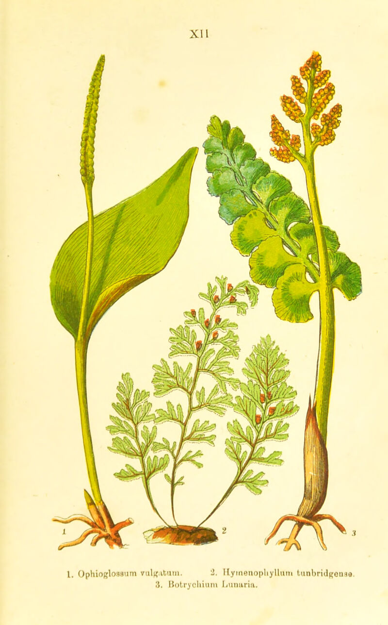 XII I. Ophioglosaum vuljf.ituiii. 2. Flyinenopliyllum tunbridgensa. 3. Botrycliiuni Ijunuria.