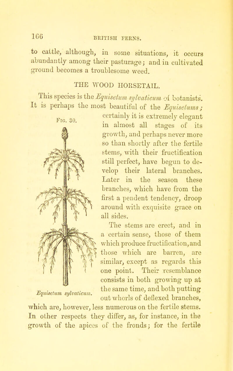 IGG Frc. 30. to caifcle, although, iii some situations, it occurs abundantly among their pasturage; and in cultivated ground becomes a troublesome weed. THE WOOD HORSETAIL. This species is the Equlsehm sylvaticum oi botanists. It is perhaps the most beautiful of the Eqidseturns; certainly it is extremely elegant in almost all stages of its growth, and perhaps never more so than shortly after the fertile stems, with their fructification still perfect, have begun to de- velop their lateral branches. Later in the season these branches, which have from the first a pendent tendency, droop around with exquisite grace on all sides. The stems are erect, and in a certain sense, those of them which produce fructification, and those which are barren, are similar, except as regards this one point. Their resemblance consists in both growing up at the same time, and both putting out whorls of deflexed branches, which are, however, less numerous on the fertile stems. In other respects they diff'er, as, for instance, in the growth of the apices of the fronds; for the fertile Equisctum sylvaticum.