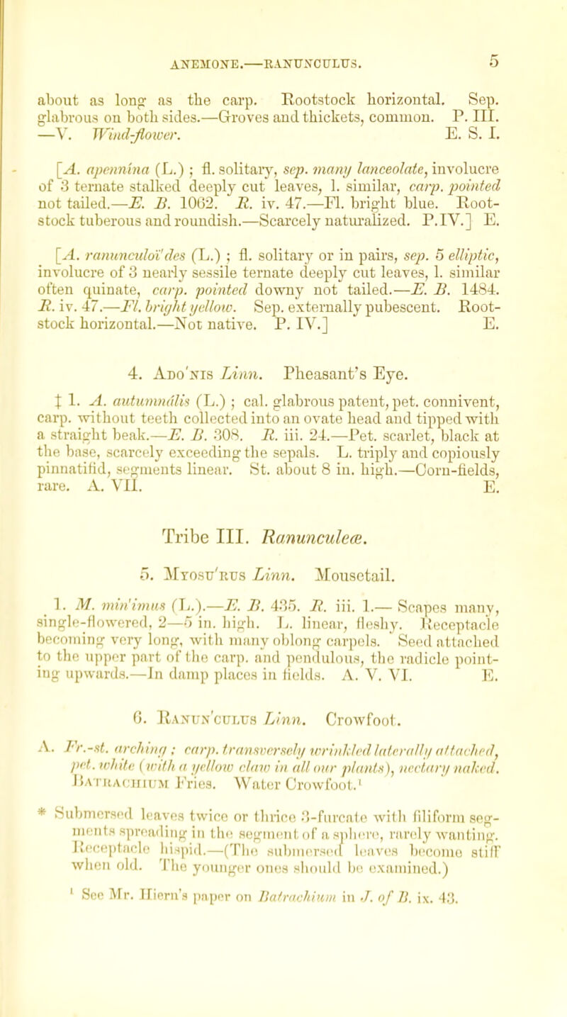 about as long as the carp. Rootstock horizontal. Sep. glaln-ous on both sides.—Groves and thickets, common. P. III. —V. Wind-fiowcr. E. S. I. \_A. apenn'ina (L.); fl. solitaiy, sep. many lanceolate, myohxcve of 3 ternate stalked deeply cut leaves, 1. similar, carp, jminted not tailed.—i:. B. 1062. E. iv. 47.—Fl. bright blue. Root- stock tuberous and roundish.—Scarcely naturalized. P. IV.] E. [-4. ranimcidoi'(les (L.) ; fl. solitary or in pairs, sep. 5 elliptic, involucre of 3 nearly sessile ternate deeply cut leaves, 1. similar often quinate, carp, pointed downy not tailed.—B. 1484. R. i V. 47.—Fl. hrif/ht yellow. Sep. externally pubescent. Root- stock horizontal.—Not native. P. IV.] E. 4. Ado'nis Limi. Pheasant's Eye. X 1. A. aiitumndlis (L.) ; cal. glabrous patent, pet. connivent, carp, without teeth collected into an ovate head and tipped with a straight beak.—^. B. .308. R. iii. 24.—Pet. scarlet, black at the base, scarcely exceeding the sepals. L. ti'ipl)^ and copiously pinnatifid, segments linear. St. about 8 in. high.—Corn-fields, rare. A. VII. E. Tribe III. Ranunculea. 5. MrosTj'Rtis Linn. Mousetail. _ 1. M. minimus fL.).—E. B. 435. R. iii. I.— Scapes many, single-flowered, 2—o in. liigh. Iv. linear, fleshy. Keceptac'le becoming very long, with niniiy oldong carpels. ' Seed n tlached to the upper part of the carp, and pendulous, the radicle point- ing upwards.—In damp places in fields. A. V. VI. E. 6. Eanun'culus Linn. Crowfoot. A. Fr.-.tt. archiny : carp, transversely wrinkled laterally altavhed, pet. white (witli n yelloio claw in all our plants), nectary naked. IUtuac'hium Fries. Water Crowfoot.' * Submcrs(>d leaves twice or tlirice .'!-furca(e willi filiform seg- ments spreading in the segment of fisphiT(>, rarely wanting. Receptacle hispid.—(Tlie submers(>(l leaves become slilf whiMi old. Tlie younger oiuis sliould be, examined.) ' Sec Mr. Ilieru's paper on Batrachium in J. of D. ix. 43.