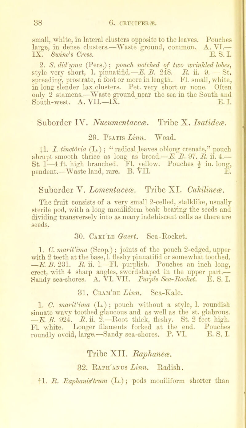 small, white, in lateral clusters opposite to the leaves. Pouches large, iu dense clusters.—Waste ground, common. A. \1.— IX. Sivine's Cress. E. S. I. 2. S. dicTyma (Pers.) ; •pouch notched of two wrinhled lobes, style very short, 1. piuuatifid.—E. B. 248. R. ii. 9. — St. spreading, prostrate, a foot or more in length. El. small, white, ' iu long sieuder lax clusters. Pet. very short or none. Often ' only 2 stamens.—Waste ground near the sea in the South and South-west. A. VII.—IX. E.I. Suborder IV. Nucumentacece. Tribe X. Isatidece. 29. I'sATis Linn. Woad. Jl. I. tinet6ria (L.) ;  radical leaves oblong crenate, pouch abrupt smooth thrice as long as broad.—E. B. 97. B. ii. 4.— St. 1—4 ft. high branched. Fl. yellow. Pouches ^ in. long, pendent.—Waste land, rai'e. B. VII. E. Suborder V. Lomentacece. Tribe XI. Cakiline(B. The fruit consists of a very small 2-celled, stalklike, usually sterile pod, with a long mouiliform beak bearing the seeds and dividing transversely into as many indehiscent cells as there are seeds. 30. Caki'le Gaert. Sca-Eocket, 1. C. marit'ima (Scop.) ; joints of the pouch 2-edged, upper vrith 2 teeth at the base, 1. fleshy piuuatifid or somewhat toothed. —E. B. 231. R. ii. 1.—Fl. purplish. Pouches an inch long, erect, with 4 shai'p angles, swordshaped in the upper part.— Sandy sea-shores. A. VI. VII. Purple Sea-Rocket. E. S. I. 31. Cr.im'be Linn. Sea-Kale. 1. C. marif'ima (L.) ; pouch without a style, 1. roundish sinuate wavy toothed glaucous and as Avell as the st. glabrous. —E. B. 924. R. ii. 2.—Root thick, fleshy. St. 2 feet high. Fl. white. Longer filaments forked at the end. Piniches roundly ovoid, large.—Sandy sea-shores. P. VI. E. S. I. Tribe XTI. Raplimiea. 32. Eaph'an-us Linn. Eadish. il. R. Ra2)hanis'trwn (L.) ; pods moniUform shorter than