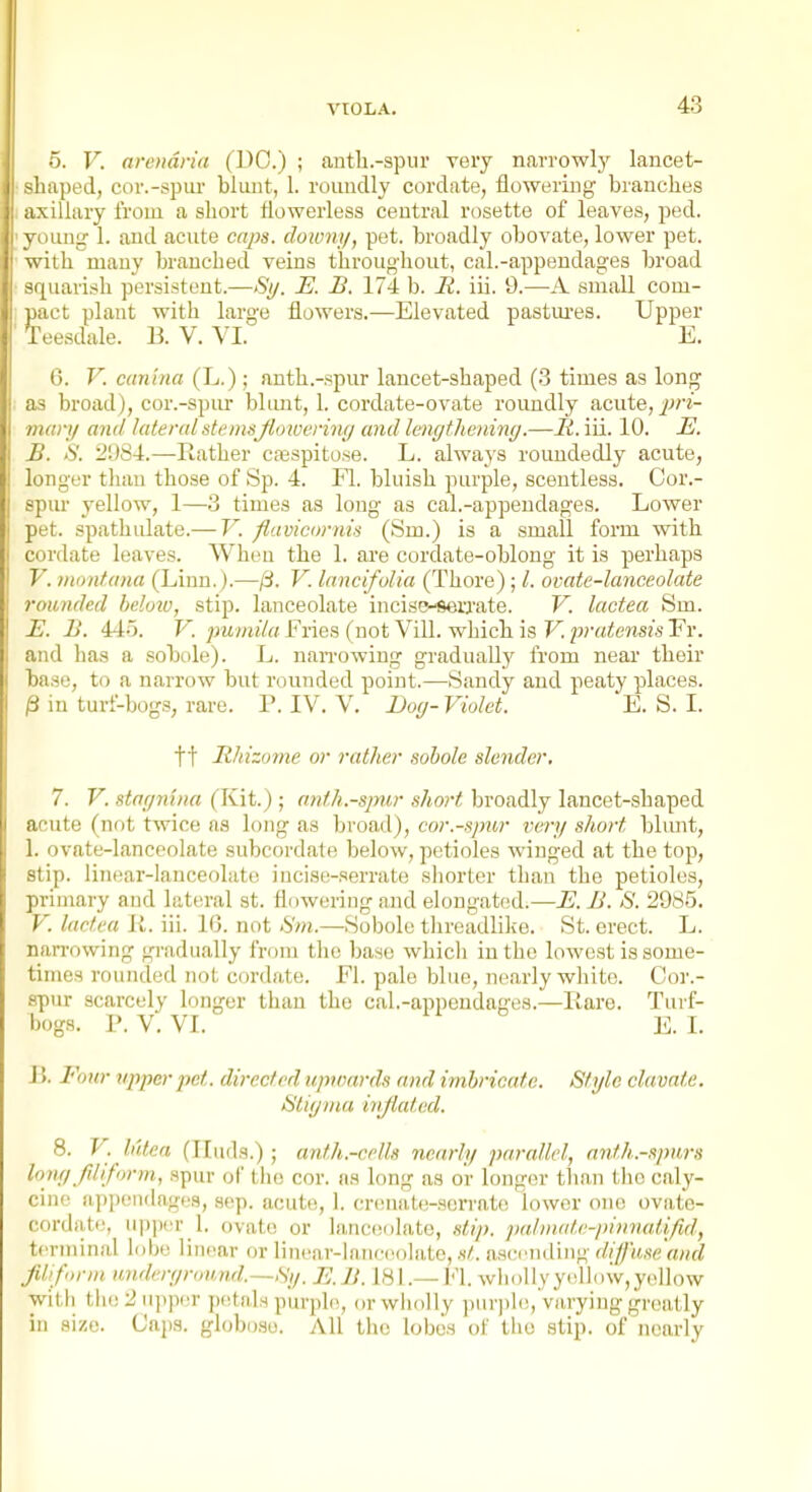 5. V. arendria (1)0.) ; antli.-spur very narrowly lancet- shaped, cor.-spur blunt, 1. roundly cordate, flowering branches axillary from a short flowerless central rosette of leaves, ped. young 1. and acute caps, doumy, pet. broadly obovate, lower pet. with many branched veins throughout, cal.-appendages broad squarish persistent.—Sy. E. B. 174 b. H. iii. 9.—-A small com- pact plant with large flowers.—Elevated pastm-es. Upper Teesdale. B. V. VL E. 6. V. canina (L.); anth.-spur lancet-shaped (3 times as long as broad), cor.-spur blimt, 1. cordate-ovate roundly acute, ■liKin/ and lateral stemsjlo werimj and lengthening.—-li. iii. 10. E. B. S. i!US4.—Rather cfespitose. L. always rouudedly acute, longer tlian those of Sp. 4. Fl. bluish purple, scentless. Cor.- spur yellow, 1—3 times as long as cal.-appendages. Lower pet. spathulate.— V. flavicornis (Sm.) is a small form with cordate leaves. When the 1. ai-e cordate-oblong it is perhaps V. inonfana (Linn.).—/3. V. lancifulia (Thore) ; I. ovate-lanceolate rounded heloiv, stip. lanceolate incisEvserrate. V. lactea Sm. E. B. 445. K 7JMm«7« Fries (not Vill. which is FlprrtieJis/sFr. and has a sobole). L. nan-owing gradual!from near their base, to a narrow but rounded point.—Sandy and peaty places. jS in turf-bogs, rare. V. IV. V. Bog- Violet. E. S. I. tt Bhizome or rather sohole slender. 7. V. stagruna (Kit.); anf.h.-sjmr short broadly lancet-shaped acute (not twice as long as broad), cor.-spur very short blunt, 1. ovate-lanceolate subcordate below, petioles winged at the top, stip. liiu!ar-lanceohtt(! iucise-serrate shorter than the petioles, primary aud lateral st. flowering and elongated.—E. B. 8. 2985. V. lactea li. iii. IG. not —Sobole threadlike. St. erect. L. narrowing gradually from the base whicli in the lowest is some- times rounded not cordate. Fl. pale blue, nearly white. Cor.- spur scarcely longer than the cal.-appendages.—Hare. Tui f- bogs. P. V. VI. X D B. Four upper pet. directed upwards and imbricate. Style clavate. Stigma ivjiated. 8. P. Intea (Huds.) ; anth.-crlls nearly parallel, anth.-spurs low/ Jiliform, spur of the cor. as long as or longer tlian tlio caly- cine ap])on(lages, sep. acute, 1. criMiate-serrate lower one ovate- cordate, Mpjjer 1. ovate or lii,ne(!(iIato, stip. jiahiuiti'-pinnalifid, terminal lube linear or lincar-lnnceolate, .s/. asci'uding difj'use'and Jilifonn underground.—,Sy. E.B. 181.— Fl. whollyyellnw,yellow witli the 2 upper piitnls purple, or wholly purjihi, varying greatly in size. Caps, globo.so. All the lobes of the stip. of nearly