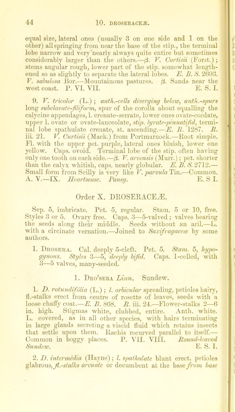 equal size, lateral ones (usually 3 on one side and 1 on the other) allspringing from near the base of the stip., the terminal lobe narrow and very'nearly always quite entire but sometimes considerably larger than the others.—^fi. V. Curtisii (Forst.) ; stems angular rough, lower part of the stip. somewhat length- ened so as slightly to separate the lateral lobes. E. B. 8. 2690. V. sahulosa Bor.—Mountainous pastures. ^. Sauds near the west coast. P. VI. VII. E. S. I. 9. V. tricolor (L.) ; anth.-cells diverging beloiu, anth.-spurs long suhclavate-filiform, spur of the corolla about equalling the calycine appendages, 1. crenate-serrate, lower ones ovate-cordate, upper 1. ovate or ovate-lanceolate, stip. lyrate-pinnatifid, termi- nal lobe spathulate crenate, st. ascending.—E. B. 1287. R. iii. 21. V. Curtisii (Mack.) from Portmarnock.—Root simple. Fl. with the upper pet. purple, lateral ones bluish, lower one yellow. Caps, ovoid. Terminal lobe of the stip. often having only one tooth on each side.—^. V. arvensis (Murr.); pet. shorter than the calyx whitish, caps, nearly globular. E. B. S. 2712.— Small form from Scilly is very hke V. parvula Tin.—Common. A. V.—IX. Heartsease. Pansy. E. S I. Order X. DEOSERACE^. Sep. 5, imbricate. Pet. 5, regular. Stam. 5 or 10, free. Styles 3 or 5. Ovary free. Caps. 3—5-valved ; valves bearing the seeds along their middle. Seeds without an aril.—L. with a circinate vernation.—Joined to Saxifragacece by some authors. 1. Drosera. Cal. deeply 5-cleft. Pet. 5. Stam. 5, hypo- gynnus. St.yle.s 3—5, deeply bifid. Caps. l-ceUed, with 3—5 valves, many-seeded. 1. Dro'sera Linn. Sundew. 1. D. rotund!folia (L.) ; /. orbicular spreading, petioles hairy, fl.-stalks erect from centre of rosette of leaves, seeds with a loose chaffy coat.—E. B. 8G8. R. iii. 24.—Flower-stalks 2—6 in. high. Stigmas white, clubbed, entire. Anth. white. L. covered, as in all other species, with hairs terminating in large glands secreting a viscid fluid which retains iusects that settle upon them. Racliis recurved parallel to itself.— Common in boggy places. P. VII. VIII. Roimd-learcd Smidciu. 10. S. I. 2. Z). intermedia (Ilayne) ; /. spathulate blunt erect, petioles gXahvowijJl.-stalks arcuate or decumbent at the husefrom base