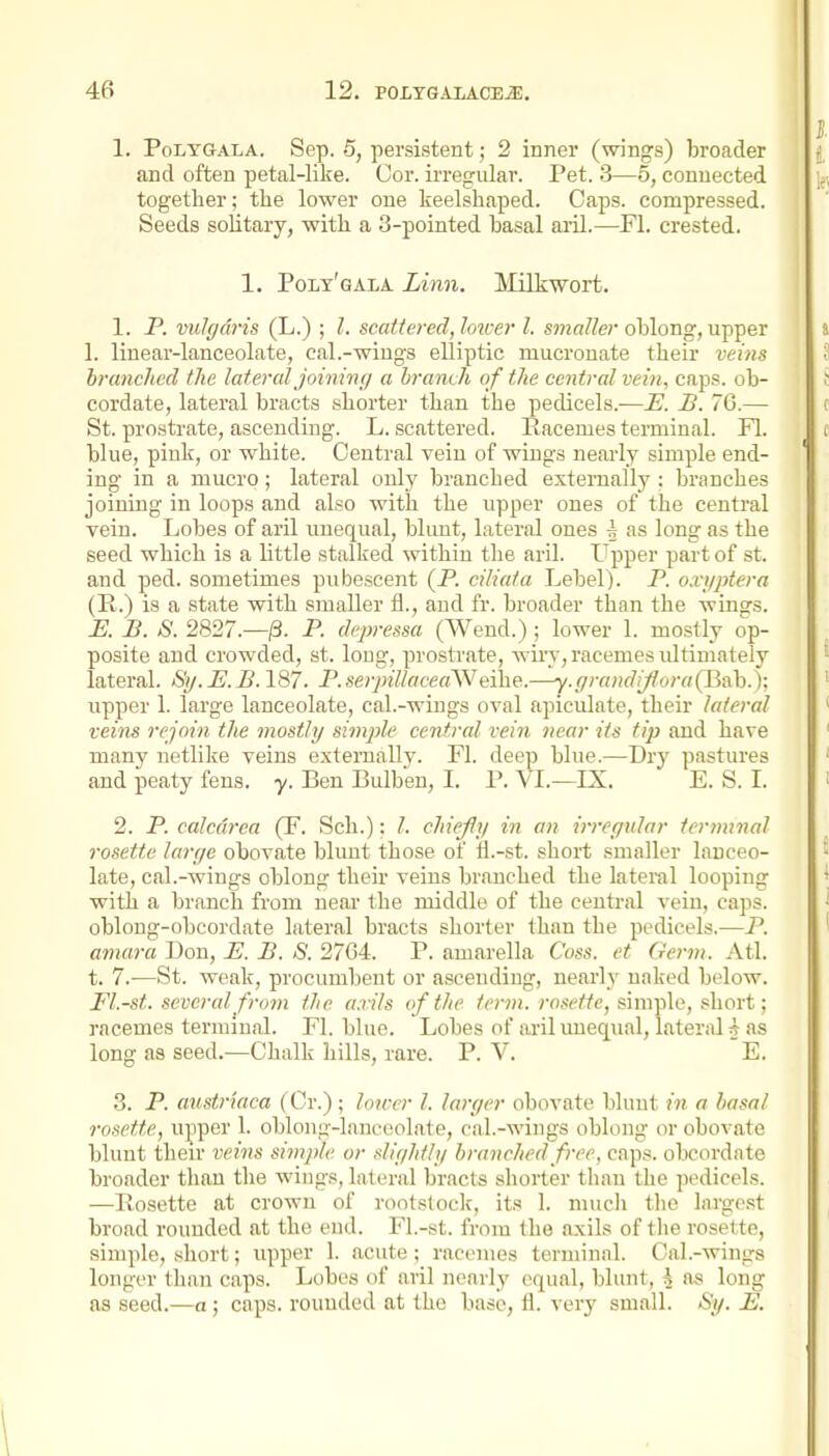 1. PoLYGALA. Sep. 5, persistent; 2 inner (wings) broader and often petal-like. Cor. irregular. Pet. 3—5, connected together; the lower one keelshaped. Caps, compressed. Seeds solitary, with a 3-pointed basal aiil.—Fl. crested. 1. Poly'gala Linn. Milkwort. 1. P. vulgaris (L.) ; I. scattered, loiver I. sma/fe?* oblong, upper 1. linear-lanceolate, cal.-wings elliptic niucronate their vei7is branclicd the lateral joinin;/ a hranvli of the central vein, caps, ob- cordate, lateral bracts shorter than the pedicels.—E. B. 76.— St. prostrate, ascending. L. scattered. Racemes terminal. Fl. blue, pink, or white. Central vein of wings nearly simple end- ing in a mucro; lateral only branched externally ; branches joining in loops and also with the upper ones of the central vein. Lobes of aril unequal, blimt, lateral ones \ as long as the seed which is a little stalked within the aril. Upper part of st. and ped. sometimes pubescent (P. ciliata Lebel). P. o.ri/ptera (R.) is a state with smaller fl., and fr. broader than the wings. K B. S. 2827.-/3. P. depressa (Wend.); lower 1. mostly op- posite and crowded, st. long, prostrate, win', racemes ultimately lateral. Sy.E.B. 187. P.serpillaceay^ezhe..—y.(irandiJlora(Jin\).y, upper 1. large lanceolate, cal.-wings oval apiculate, their lateral veins rejoin the mostly simple central rein near its tip and have many netlike veins externally. Fl. deep blue.—Dry pastures and peaty fens. y. Ben Bulben, I. P. VL—IX. E. S. I. 2. P. calcdrea (F. Sch.): I. chiefiy in an irreyidar ternnnal rosette large obovate blunt those of fl.-st. short smaller lanceo- late, cal.-wings oblong their veins branched the lateral looping with a branch from near the middle of the central vein, caps, oblong-obcordate lateral bracts shorter than the pedicels.—P. amara Don, E. B. 8. 2764. P. amarella Coss. et Germ. Atl. t. 7.—St. weak, procumbent or ascending, nearly naked below. Fl.-st. several from the arils of the term, rosette, sim]i\e, short; racemes terminal. Fl. blue. Lobes of aril unequal, lateral 5 as long as seed.—Chalk hills, rare. P. V. E. 3. P. aust?-iaca (Cr.) ; lonrr I. larger obovate blunt in a hasal rosette, upper 1. oblong-lanceolate, cal.-wings oblong or obovate blunt their veins simple or slightly branched free, caps, obcordnte broader than the wings, lateral bracts shorter than the pedicels. —Rosette at crown of rootslock, its 1. mucli the largest broad rounded at the end. Fl.-st. from the axils of tlie rosette, simple, short; upper 1. ncute ; racemes terminal. Cal.-wings longer than caps. Lobes of aril nearly equal, blunt, h as long as seed.—a; caps, rounded at the base, fl. very small. iSy. E.