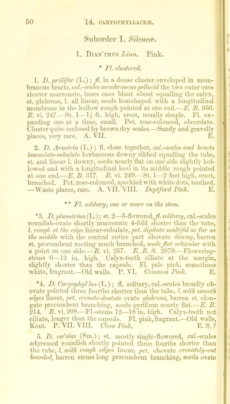 Suborder I. Silenea. 1. Dian'thus Linn. Pink. * Fl. clustered. 1. D. p)-6lifey (L.) ; fl. in a dense cluster enveloped in mem- branous bracts, cal.-scaks membranous jkUucid the two outer ones shorter mucronate, inner ones blimt about equaUing the calyx, St. glabrous, 1. aU linear, seeds boatshaped -with a longitudinal membrane in the hoUow rough pointed at one end.—E. B. 956. R. vi. 247.—St. 1—1^ ft. high, erect, usually simple. Fl. ex- panding one at a time, small. Pet. rose-coloured, obcordate. Cluster quite inclosed by brown diy scales.—Sandy and gravelly places, very rare. A. VII. E. 2. D. Arineria (L.) ; fl. close together, cal.-scales and bracts lanceolate-subulate herbaceous downy ribbed equalling the tube, St. and linear 1. downy, seeds nearlj^flat on one side slightly hol- lowed and with a longitudinal keel in its middle rougli pointed at one end.—^. B. Si?. R. vi. 249.—St. 1—2 feet high, erect, branched. Pet. rose-coloured, speckled with white dots, toothed. —Waste places, rare. A. VII. VIII. Dcptford Pink. E. ** Fl. solitary/, one or more on the stetJi. *3. D. jjhwutrius (L.); st. 2—5-fiowered,_/?. solitary, cal.-scales roundish-ovate shortly mucronate 4-fold shorter than the tube, I. rough at the edge linear-subulate,^xi. digitate mullifid as far as the viiddle with the central entire part obovate downij, barren St. procumbent rooting much branched, seeds Jlat orbicular with a point on one side.—B. vi. 257. F. B. S. 2979.—Flowering- stems G—12 in. high. Calyx-teeth ciliate at the margin, slightly shorter than the capsule. Fl. pale pink, sometimes white, fragi-ant.—Old walls. P. VI. Common Pink. E. *4. D. Caryophyl'lus (L.) ; fl. soUtary, cal.-scales broadly ob- ovate pointed three fourths shorter than the tube, /. icith smooth edges linear, jKt. crcnate-dentata ovate glabrous, barren st. elon- gate procumbent branching, seeds ])yriform nearlv flat.—F. B. 214. i2. vi.268.—Fl.-stems 12—18in. high. Calyx-teeth not ciliate, longer than the capsule. Fl. pink, fragrant.—Old waUs, Kent. P. VII. Vm. Clove Pink. E. S. ? 5. D. cce'sius (Sm.) ; st. mostly single-flowered, cal.-scales adprcssed roundish shortly pointed three fourths shorter than the tube, tvith rough edges linear, jyet. obovate crenately-cut bearded, barren stems long procumbent branching, seeds ovate