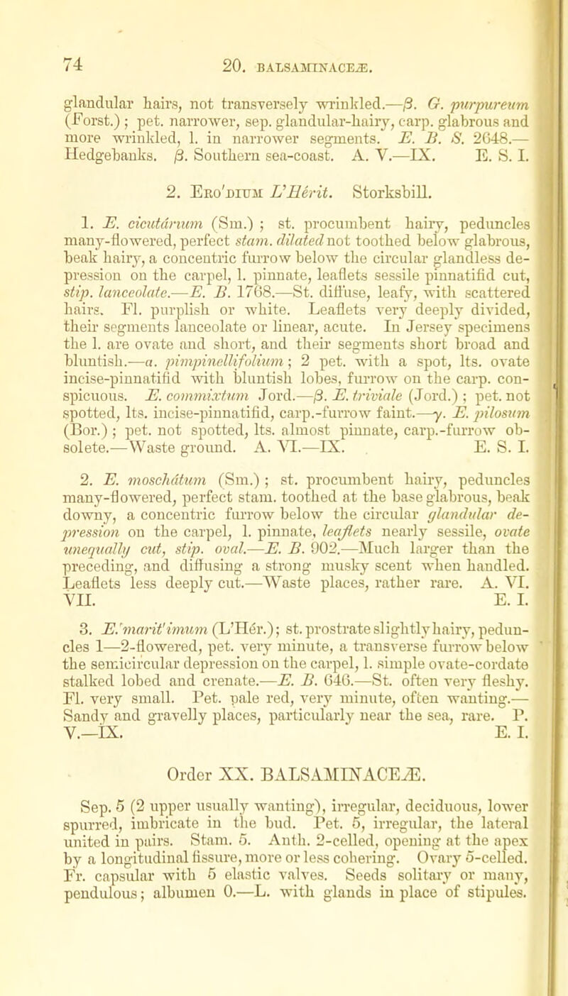 glandular hairs, not transversely ■wxinkled.—,3. G. purpuremn (Forst.) ; pet. narrower, sep. glandular-hairy, carp, glabrous and more wrinkled, 1. in narrower segments. E. B. S. 2G48.— Hedgebanks. /3. Southern sea-coast. A. V.—IX, E. S. I. 2, Ero'ditjm L'Herit. Storksbill. 1. -E. cicutdrmm (Sm.) ; st. procumbent hairy, pedimcles many-flowered, perfect stam. dilated not toothed below glabrous, heak hairy, a concentric furrow below the circular glandless de- pression on the carpel, 1. pinnate, leaflets sessile pinnatifid cut, stip. lanceolate.—E. B. 1768.—St. difl'use, leafy, with scattered hairs. FI. purplish or white. Leaflets very deeply divided, theh' segments lanceolate or linear, acute. In Jersey specimens the 1. are ovate and short, and their segments short broad and bluntish.—a. pimpinellifolium; 2 pet. with a spot. Its. ovate incise-pinnatifid with bluntish lobes, furrow on the carp, con- spicuous. E. commixtum Jord.—^. E. triviale (Jord.) ; pet. not spotted. Its. inciae-pinnatifid, carp.-furrow faint.—y. E. pilosnyn (Bor.) ; pet. not spotted, Its. almost pinnate, carp.-furrow ob- solete.—Waste gromid. A. Yl.—IX. E. S. I. 2. E. moschdtum (Sra.) ; st. procumbent hairy, peduncles many-flowered, perfect stam. toothed at the base glabrous, beak downy, a concentric furrow below tlie circidar glandular de- jjvesston on the carpel, 1. pinnate, leajlets nearly sessile, ovate unequally cut, stip. oval.—E. B. 902.—Much larger than the preceding, and diffusing a strong musky scent when handled. Leaflets less deeply cut.—Waste places, rather rare. A. VI. VII. E. I. 3. E.'marit'imim (L'Her.); st. prostrate slightly hairy, pedun- cles 1—2-flowered, pet. very minute, a transv erse furrow below the semicircular depression on the carpel, 1. simple ovate-cordate stalked lobed and crenate.—E. B. 646.—St. often very fleshy. Fl. very small. Pet. pale red, very minute, often wanting.— Sandy and gravelly places, particularly near the sea, rare. P. v.—ix. ' E. I. Order XX. BALSAMINACE^. Sep. 5 (2 upper usually wanting), irregular, deciduous, lower spurred, imbricate in the bud. Pet. 5, irregular, the lateral united in pairs. Stam. 5. Anth. 2-celled, opening at the apex by a longitudinal Assure, more or less cobering. Ovary o-celled, Fr. capsular with 5 elastic valves. Seeds solitaiy or many, pendulous; albumen 0.—L. with glands in place of stipules.