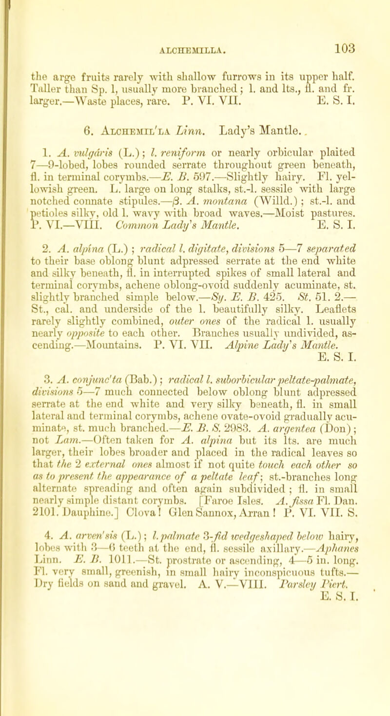 the arge fruits rarely with shallow furrows in its upper half. Taller than Sp. 1, usually more branched; 1. and Its., fl. and fr. larger.—Waste places, rare. P. VI. VII. E. S. I. 6. Alchemu'la Limi. Lady's Mantle.. 1. A. vuhjdris (L.); I. reiiiform or nearly orbicular plaited 7—9-lobed, lobes rounded serrate throughout green beneath, fl. in terminal corymbs.—E. B. 697.—Slightly haiiy. Fl. yel- lowish green. L. large on long stalks, st.-l. sessile with large notched connate stipules.—/3. A. montana (Willd.); st.-l. and fetioles silky, old 1. wavy ^Ath. broad waves.—Moist pastures. VI.—Vlil. Common Lady's Mantle. E. S. I. 2. A. alpina (L.) ; radical I. digitate, divisions 5—7 separated to their base oblong blunt adpressed serrate at the end white and silicy beneath, fl. in interrupted spikes of small lateral and terminal corymbs, achene oblong-ovoid suddenly acuminate, st. slightly branched simple below.—-S;/. E. B. 425. St. 51. 2.— St., cal. and underside of the 1. beautifully silky. Leaflets rarely slightly combined, outer ones of the radical 1. usually nearly opposite to each other. Branches usually undivided, as- cending.—Moimtains. P. VI. VII. Alpine Lady's Mantle. E. S. I. •3. A. conjunc'ta (Bab.) ; radical I. suhorbicular peltate-palmate, divisions 5—7 much connected below oblong blunt adpressed serrate at the end white and very silky beneath, fl. in small lateral and terminal corymbs, achene ovate-ovoid gradually acu- minata, st. much branched.—E. B. S. 2983. A. argentea (Don); not Imm.—Often taken for A. alpina but its Its. are much larger, their lobes broader and placed in the radical leaves so that the 2 external ones almost if not quite touch each other so as to present the appearance of a peltate leaf; st.-branclies long alternate spreading and often again subdivided ; fl. in small nearly simple distant corymbs. [Faroe Isles. A.fissa Fl. Dan. 2101. Dauphine.] Clova! Glen Sannox, Arran! P. VL VIL S. 4. A. arven'sis (L.); I. palmate •j-fid toedgeshaped below liaiiy, lobes with .'5—(i teeth at the end, fl. sessile axillary.—Aphanes Linn. E. B. 1011.—St. prostrate or ascending, 4—5 in. long. Fl. very small, greenish, in small hairy inconspicuous tufts.— Dry fields on sand and gravel. A. V.—VIII. Parsley I'iert. E. S. I.