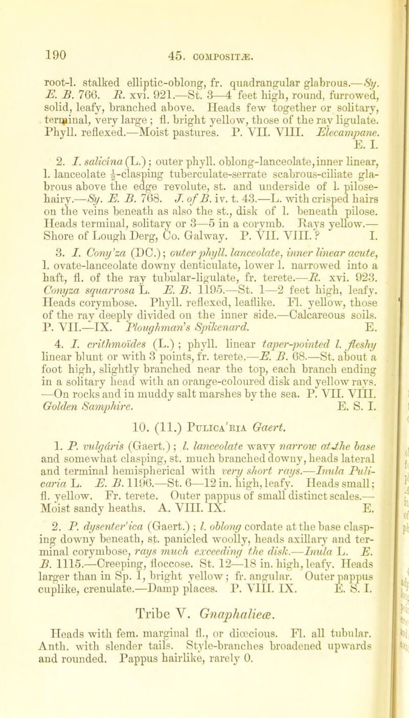 root-1. stalked elliptic-oblong, fr. quadrangular glabrous.^—<S'?/. E. B. 766. R. xvi. 921.—St. 3—4 feet high, round, fui-rowed, solid, leafy, branched above. Heads few together or solitary, terqjiinal, very large ; fl. bright yellow, those of the ray ligulate. Phyll. reflexed.—Moist pastiu-es. P. VII. VIII. Elecampane. E. I. 2. I. salidna (L.); outer phyll. oblong-lanceolate, inner linear, 1. lanceolate ^-clasping tuberculate-serrate scabrous-ciliate gla- brous above the edge revolute, st. and underside of 1. pilose- hairy.—St/. E. B. 768. J. of B. iv. t. 43.—L. with crisped hairs on the veins beneath as also the st., disk of 1. beneath pilose. Heads terminal, solitary or 3—5 in a corymb. Kays yellow.— Shore of Lough Derg, Co. Gal way. P. VII. VIII.? I. 3. I. Cony'za (DC); outer phyll. lanceolate, inner linear acute, 1. ovate-lanceolate downy denticulate, lower 1. narrowed into a haft, fl. of the ray tubular-ligulate, fr. terete.—R. xvi. 923. Conyza sqiiarrosa L. E. B. 1195.—St. 1—2 feet high, leafy. Heads corymbose. Phyll. reflexed, leaflike. Fl. yellow, those of the ray deeply divided on the inner side.—Calcareous soils. P. VII.—IX. Ploiighman^s Spikenard. E. 4. I. crithmoides (L.) ; phyll. linear taper-pointed I. fleshy linear blunt or with 3 points, fr. terete.—E. B. 68.—St. about a foot high, slightly branched near the top, each branch ending in a solitary head with an orange-coloured disk and yellow rays. —On roclis and in muddy salt marshes by the sea. P. VII. VHI. Golden Samphire. E. S. I. 10. (11.) Pulica'eia Gaert. 1. P. vulgaris (Gaert.) ; I. lanceolate wavy narrate atdhe base and somewhat clasping, st. much branched downy, heads lateral and terminal hemispherical with ic?-y short rays.—Inula Puli- caria L. E. B. 1196.—St. 6—12 in. high, leafy. Heads small; fl. yellow. Fr. terete. Outer pappus of small distinct scales.— Moist sandy heaths. A. VIH. IX. E. 2. P. dysenter'ica (Gaert.) ; I. oblo7>y cordate at the base clasp- ing downy beneath, st. panicled woolly, heads axillaiy and ter- minal corymbose, rays much exceediny the disk.—Inula L. E. B. 1115.—Creeping, floccose. St. 12^—18 in. high, leafy. Heads larger than in Sp. 1, bright yellow; fr. angular. Outer pappus cuplike, crenulate.—Damp places. P. VIII. IX. E. S. I. Tribe V. Gnaphaliece. Heads with fern, marginal fl., or diwcious. Fl. all tubular. Anth. with slender tails. Style-branches broadened upwards and rounded. Pappus hairlike, rarely 0.