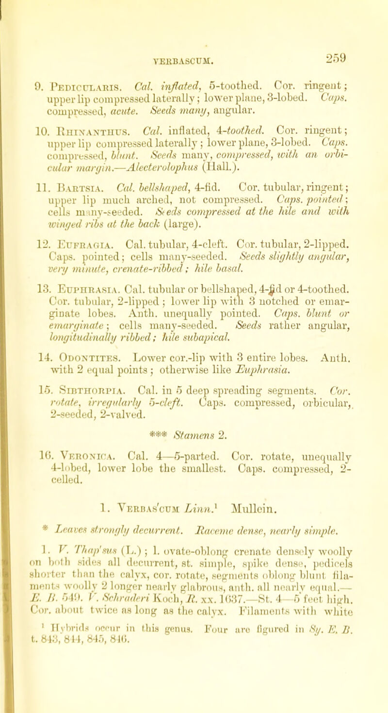 9. PEDircxARis. Cal. inflated, 5-toothed. Oor. ringeot; upper lip compressed laterally; lower plane, 3-lobed. Cups. compressed, acute. Seeds many, angular. 10. RmxANTUUS. Cal. inflated, i-toothed. Cor. ringeut; upper lip compressed laterall}'; lower plane, 3-lobed. Caj)s. compressed, blunt. Seeds many, compressed, with an orhi- culiir maryin.—Alecterolophus (Hall.). 11. Bartsia. Cal. bellshaped, 4^M. Cor. tubular, ringeut; upper lip much arched, not compressed. Caps, pointed; cells mmy-teeded. Si eds compressed at the hile and with winr/ed ribs at the back (large). 12. EuFRAGiA. Cal. tubular, 4-cleft. Cor. tubular, 2-lipped. Caps, pointed; cells many-seeded. Seeds slif/htli/ am/ular, very minute, crenate-ribbed; hile basal. 13. Euphrasia. Cal. tubular or bellshaped, 4-^d or 4-toothed. Cor. tubular, 2-lipped ; lower lip with 3 notched or emar- ginate lobes. Auth. uner[ually pointed. Caps, blunt or emaryinate; cells many-seeded. Seeds rather angular, longitudinally ribbed; hile subapical. 14. Odontitks. Lower cor.-lip with 3 entire lobes. Auth. with 2 equal points; otherwise like Euphrasia. 15. SiBTHORPiA. Cal. in 5 deep spreading .segments. Cor. rotate, irreyularly o-cleft. Caps, compressed, oibicular, 2-seecled, 2-valved. *i» Stamens 2. 16. Veronioa. Cal. 4—5-parted. Cor. rotate, unequally 4-li)bed, lower lobe the smallest. Caps, compressed, 2- celled. 1. VERnAs'cxjM Linn.^ Mullein. * Leaves strongly decurrcnt. Raceme derm', nearly simple. ]. V. Thnp'ms ; 1. ovate-oblong crenate dena(dy woolly on bi)th sides all decurrcnt, st. simple, spike dens(>,pedicels shorter than the calyx, cor. rotate, segments oblong blunt fila- ments woolly 2 longer nearly glabrous, anth. all n(!iirlv equal.— E. II. o4!». ['. Srhraderi Kaeh,R. xx. 1()37.—St. 4—5 feet high. Cor. about twice as long as the calyx. Filaments with white ' Hybrid-i ocfur in this genus. Four uro figured in 8i/. E, B. 1.843, «14, 84.5, 8J0.