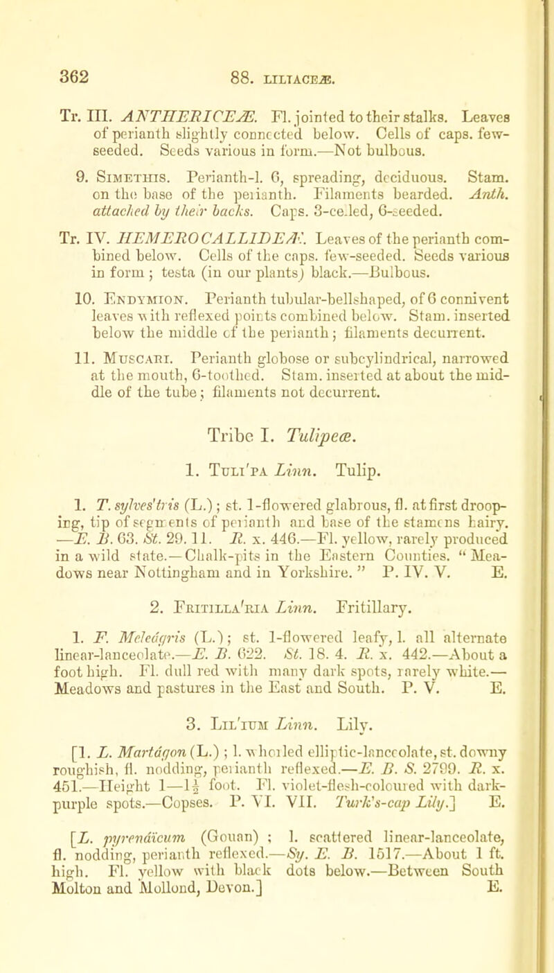 Tv.lll. ANTHERICEJE. Fl. jointed to their stalks. Leaves of perianth ylighlly connected below. Cells of caps, few- seeded. Seeds various in form.—Not bulbous. 9. SiMETHis. Penanth-I. G, spreading, deciduous. Stana. on the base of the peiianth. Filaments bearded. Ardli. attached hy their backs. Caps. 3-ce.led, 6-£eeded. Tr. IV. IIEMEROCALLIDE^'.. Leaves of the perianth com- bined below. Cells of the caps, few-seeded. Seeds various in form ; testa (in our plants] black.—Jjulbous. 10. Endymion. Perianth tubidar-bellshaped, ofGconnivent leaves m ith reflexed ))oitts combined below. Stam. inserted telow the middle cf the perianth; filaments decurrent. IL MuscABi. Perianth globose or subcylindrical, narrowed at the mouth, G-toothed. Stam. inserted at about the mid- dle of the tube; filaments not decurrent. Tribe I. TuUpece. 1. Ttjli'pa Linn. Tulip. 1. T. syhes'tris (L.) ; st. 1-flowered glabrous, fl. atfirst droop- ing, tip of segm ents of peiianth and base of the stame ns hairv. —E. B. G3. St. 29.11. R. x. 446.—Fl. yellow, rarely produced in a wild state.—Chalk-pits in the Eastern Counties. Mea- dows near Nottingham and in Yorkshire.  P. IV. V. E. 2. Fkitilla'ria Linn. Fritillary. 1. F. MelecU/ris (L.); st. 1-flowered leafy,! all alternate linear-lanceolate.—B. 622. St. 18. 4. R. x. 442.—About a foot high. Fl. dull red with many dark spots, rarely white.— Meadows and pastures in the East and South. P. V. E. 3. Lil'ium Linn. Lily. [1. L. MartdijoniTu.) ; 1. whciled elliptic-lanceolate,st. downy roughish, fi nodding, peiianth reflexed.—E. B. S. 2799. R. x. 451.—Height 1—13 foot. Fi. violet-flesh-colcuied with dark- purple spots.—Copses. P. VI. VII. Tur/c's-cap Lily.'] E. [i. pyrendicum (Gouan) ; ]. scattered linear-lanceolate, fl. nodding, perianth reflexed.—Sy. E. B. 1517.—About 1 ft. high. Fl. yellow with black dots below.—Between South Molton and Molloud, Devon.] E.