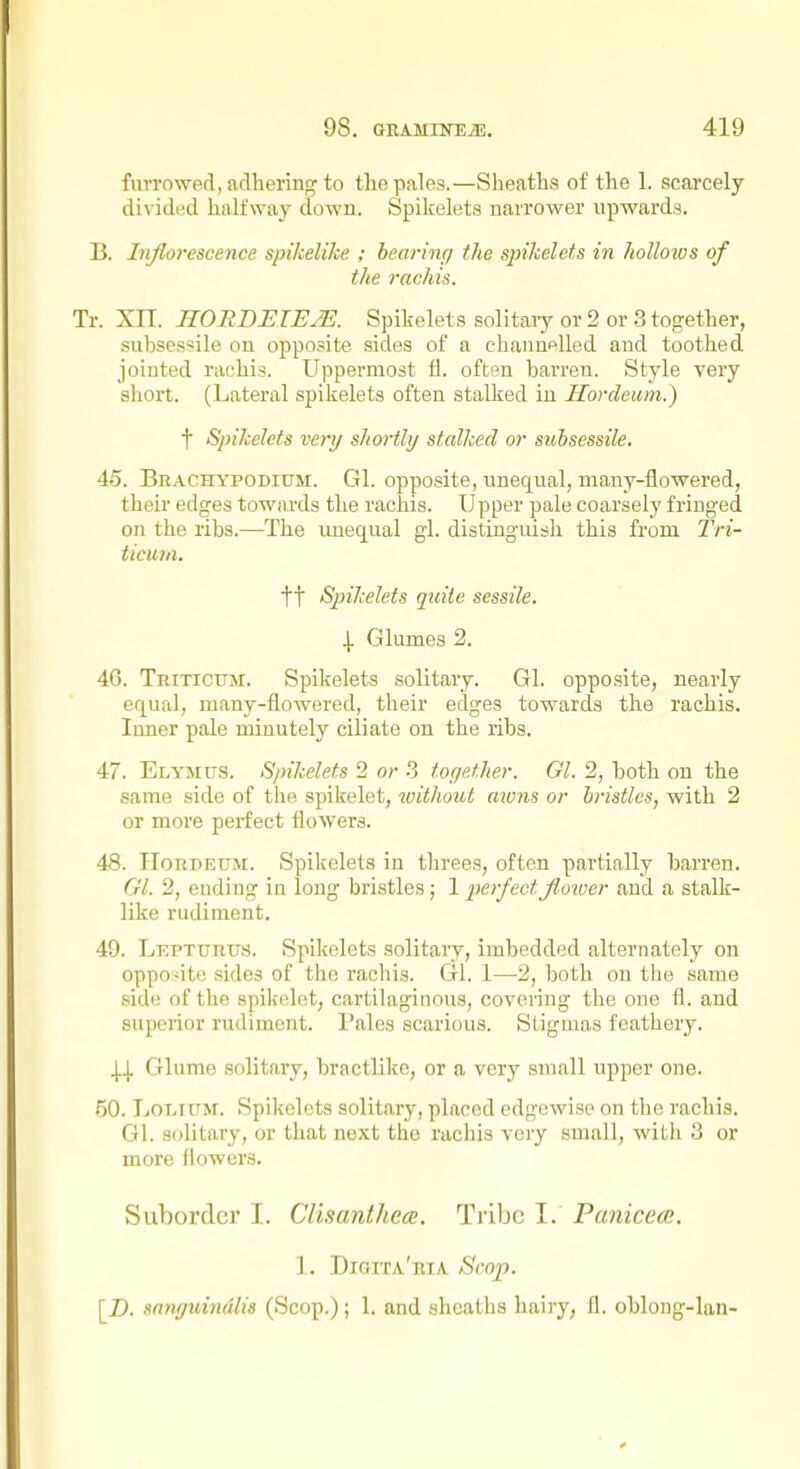 furrowed, adhering to the pales.—Sheaths of the 1. scarcely divided halfway dowu. Spilcelets narrower upwards. B. Inflorescence spikelike ; bearing the spikelets in holloios of the rachis. Tr. XIT. HOEDEIE^. Spikelets solitaiy or 2 or 3 together, subsessile on opposite sides of a channelled and toothed jointed rachis. Uppermost fl. often barren. Style very short. (Lateral spikelets often stalked in Hordeum.) t Spikelets veiij shortly stalked or subsessile. 45. Brachypodium. G1. opposite, unequal, many-flowered, their edges towards the rachis. Upper pale coarsely fringed on the ribs.—The unequal gi. distinguish this from 7'ri- ticutn. tt Spikelets quite sessile. \. Glumes 2. 46. Triticum. Spikelets solitary. Gl. opposite, nearly equal, many-flowered, their edges towards the rachis. Inner pale minutely ciliate on the ribs. 47. Elymus. Spikelets 2 or 3 tor/ether. Gl. 2, both on the same side of the spikelet, without aivns or bristles, with 2 or more perfect flowers. 48. IIoRDEUM. Spikelets in threes, often partially barren. Gl. 2, ending in long bristles; 1 perfectfioioer and a stalk- like rudiment. 49. Lf.pturus. Spikelets solitary, imbedded alternately on oppo-ite sides of the rachis. Gl. 1—2, both on the same side of the spikelet, cartilaginous, covering the one fl. and superior rudiment. I'ales scarious. Stigmas feathery. 4-1 Glume solitary, bractlike, or a very small upper one. 50. LoLiiTM. Spikelets solitary, placed edgewise on the rachis. Gl. solitary, or that next the rachis very small, with 3 or more flowers. Suborder I. Clisanthem. Tribe I. Paniceai. 1. Dioita'ria. BcOJ). [D. sanguindlis (Scop.); 1. and sheaths hairy, fl. oblong-lan-