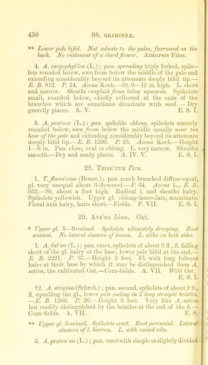 ** Lower pale hifid. Nut adnate to the pahs, furrotced on the hack. No rudiment of a third flower. AinoPSis Fries. 4. A. caryophyl'lea (L.) ; pan. spreading triply forked, spike- lets rounded below, awn from below the middle of the pale and extending considerably beyond its attenuate deeply bifid tip.— E. B. 812. P. 24. Avena Koch.—St. 6—12 in. high. L. short and narrow. Sheaths roughish from heloiv upivards. Spikelets small, rounded below, chiefly collected at the ends of the branches which are sometimes divaricate with seed. — Dry gravelly places. A. V. E. S. I. 5. A. 2}7-(e'cox (L.); pan, sjnJcelike ohlong, spikelets scarcely rounded below, uivn from below the middle usually near the base of the pale and extending considerably beyond its attenuate deeply bifid tip.—£. 1296. P. 25. Avena Koch.—Height 1—6 in. Pan. close, oval or oblong. L. very narrow. Sheaths smooth.—Dry and sandy places. A. IV. V. E. S. I. 28. Teise'tum Pers. 1. T.flaves'cens (Beauv.) ; pan. mucb branched diffuse equal, gl. very imequal about 3-flowered.—P. 54. Avena L., i'. B. 952.—St. about a foot high. Radical 1. and sheaths hairy. Spikelets yellowish. Upper gl. oblong-lanceolate, acuminate. Floral axis hairy, hairs short.—Fields. P. VII. E. S. I. 29. Ave'na Linn. Oat. * Upper gl. 5—^-veined. SpiJcelets ultimately drooping. Root annual. No lateral clusters of leaves. L. alike on loth sides. 1. A.fat'ua (L.) ; pan. erect, spikelets of about 3 fl., fl. falling short of the gl. hairy at the base, lower pale bifid at the end.— B. B. 2221. P. 37.—Height 3 feet. Fl. with long fulvous hairs at their base by which it may be distinguished from A. sativa, the cultivated Oat.—Corn-fields. A. VU. Wi/d Oat. E. S. I. t2. A. strigdsa (Schreb.); pan. secund, spikelets of about 2 fl., fl. equalling the gl., lower pale endinq in 2 lone/ straight bristles. —E. B. 1266. P. 26.—Height 3 feet. Very like A. sativa but readily distinguished by tlie bristles at the end of the fl.— Corn-fields. A. VII. E. S. . ** Uppe)' gl. ^-veined. Spikelets erect. Root perennial. Lateral' clusters of I, harre^i. L. with raised ribs. 3. A.praten'sis (L.) ; pan. erect with simple or slightly di^^ded I