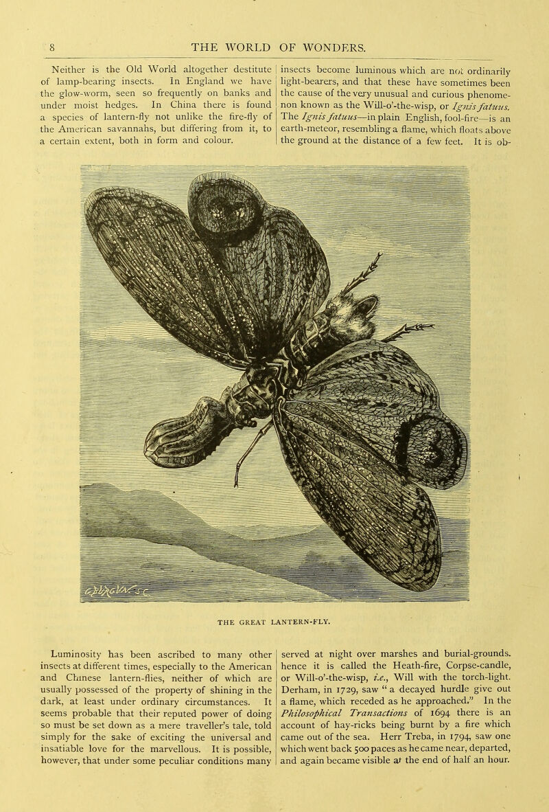 Neither is the Old World altogether destitute [ of lamp-bearing insects. In England we have the glow-worm, seen so frequently on banks and under moist hedges. In China there is found a species of lantern-fly not unlike the fire-fly of the American savannahs, but differing from it, to a certain extent, both in form and colour. [ insects become luminous which are not ordinarily light-bearers, and that these have sometimes been the cause of the very unusual and curious phenome- non known as the Wiil-o'-the-wisp, or Ignis fatmis. The Ignis fatuus—in plain Enghsh, fool-fire—is an earth-meteor, resembling a flame, which floats above the ground at the distance of a few feet. It is ob- THE GREAT LANTERN-FLY. Luminosity has been ascribed to many other insects at different times, especially to the American and Chmese lantern-flies, neither of which are usually possessed of the property of shining in the dark, at least under ordinary circumstances. It seems probable that their reputed power of doing so must be set down as a mere traveller's tale, told simply for the sake of exciting the universal and insatiable love for the marvellous. It is possible, however, that under some peculiar conditions many served at night over marshes and burial-grounds, hence it is called the Heath-fire, Corpse-candle, or Will-o'-the-wisp, i.e., Will with the torch-light. Derham, in 1729, saw a decayed hurdle give out a flame, which receded as he approached. In the Philosophical Transactions of 1694 there is an account of hay-ricks being burnt by a fire which came out of the sea. Herr Treba, in 1794, saw one which went back 500 paces as he came near, departed, and again became visible at the end of half an hour.