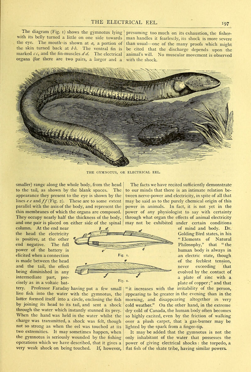 THE ELECTRICAL EEL. The diagram (Fig. i) shows the gymnotus lying presuming too much on its exhaustion, the fisher- with its belly turned a little on one side towards man handles it fearlesdy, its shock is more severe the eye. The mouth is shown at a, a portion of than usual—one of the many proofs which might the skin turned back at db. The ventral fin is be cited that the discharge depends upon the marked cc, and the fin-muscles dd. The electrical j animal's will. No muscular movement is observed organs (for there are two pairs, a larger and a [ with the shock. THE GYMNOTUS, OR ELECTRICAL EEL. smaller) range along the whole body, from the head to the tail, as shown by the blank spaces. The appearance they present to the eye is shown by the lines e e and ff (Fig. 2). These are to some extent parallel with the axis of the body, and represent the thin membranes of which the organs are composed. They occupy nearly half the thickness of the body, and one pair is placed on either side of the spinal column. At the end near the head the electricity is positive, at the other end negative. The full power of the battery is elicited when a connection is made between the head and the tail, the effect being diminished in any intermediate part, pre- cisely as in a voltaic bat- tery. Professor Faraday having put a few small live fish into the water with the gjmnotus, the latter formed itself into a circle, enclosing the fish by joining its head to its tail, and sent a shock through the water vi'hich instantly stunned its prey. When the hand was held in the water whilst the charge was transmitted, a shock was felt, though not so strong as when the eel was touched at its two extremities. It may sometimes happen, when the gymnotus is seriously wounded by the fishing operations which we have described, that it gives a very weak shock on being touched. If, however. The facts we have recited sufficiently demonstrate to our minds that there is an intimate relation be- tween nerve-power and electricity, in spite of all that may be said as to the purely chemical origin of this power in animals. In fact, it is not yet in the power of any physiologist to say with certainty through what organ the effects of animal electricity may not be exhibited under certain conditions of mind and body. Dr. Golding Bird states, in his  Elements of Natural Philosophy, that  the human body is always in an electric state, though of the feeblest tension, never exceeding that evolved by the contact of a plate of zinc with a ^' plate of copper; and that  it increases with the irritability of the person, appearing to be greater in the evening than in the morning, and disappearing altogether in very cold weather. On the other hand, in the extreme dry cold of Canada, the human body often becomes so highly excited, even by the friction of walking over a plush carpet, that a gas-burner may be lighted by the spark from a finger-tip. It may be added that the gymnotus is not the only inhabitant of the water that possesses the power of giving electrical shocks : the torpedo, a flat fish of the skate tribe, having similar powers.