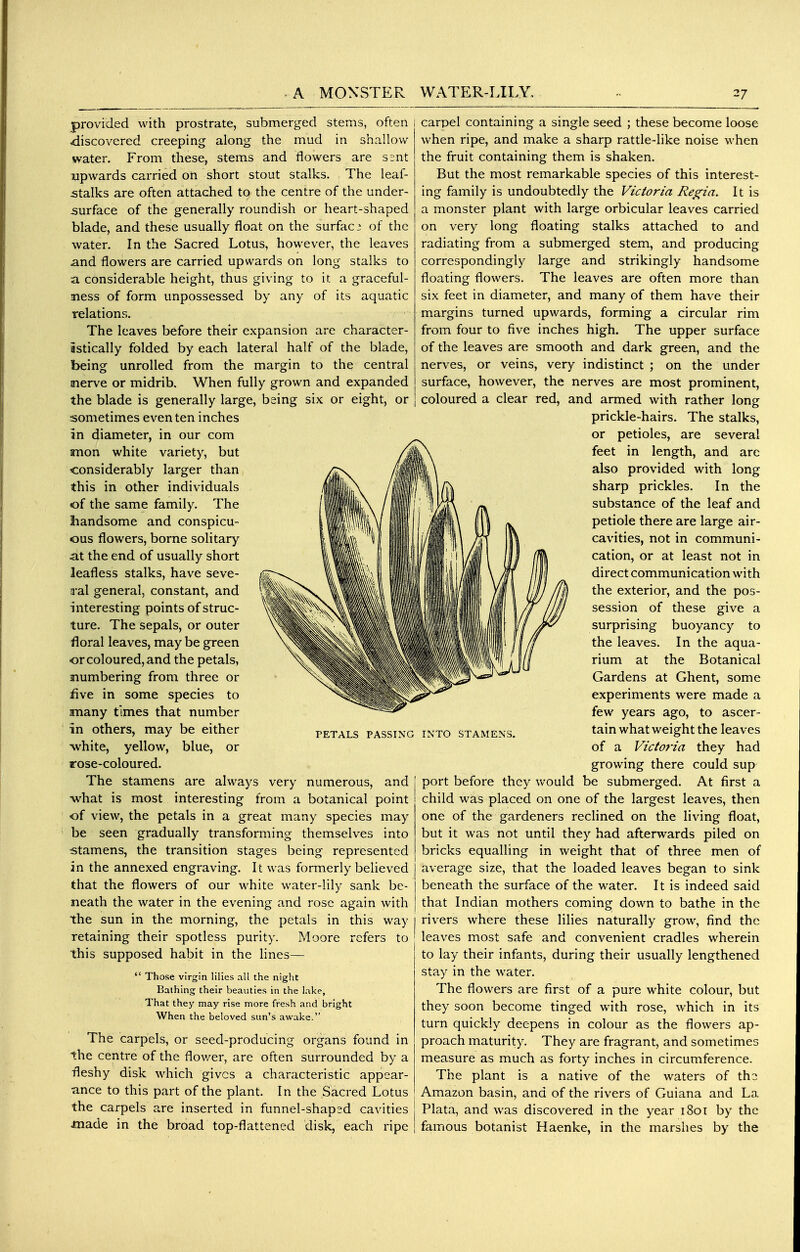 provided with prostrate, submerged stems, often ^iiscovered creeping along the mud in shallow water. From these, stems and flowers are s^nt upwards carried on short stout stalks. The leaf- stalks are often attached to the centre of the under- surface of the generally roundish or heart-shaped blade, and these usually float on the surfac 3 of the water. In the Sacred Lotus, however, the leaves and flowers are carried upwards on long stalks to a considerable height, thus giving to it a graceful- mess of form unpossessed by any of its aquatic relations. The leaves before their expansion are character- istically folded by each lateral half of the blade, being unrolled from the margin to the central merve or midrib. When fully grown and expanded the blade is generally large, being six or eight, or sometimes even ten inches an diameter, in our com mon white variety, but ■considerably larger than this in other individuals of the same family. The Jiandsome and conspicu- ous flowers, borne solitary at the end of usually short leafless stalks, have seve- ral general, constant, and interesting points of struc- ture. The sepals, or outer floral leaves, may be green or coloured, and the petals, jiumbering from three or five in some species to many times that number in others, may be either -white, yellow, blue, or rose-coloured. The stamens are always very numerous, and -what is most interesting from a botanical point of view, the petals in a great many species may be seen gradually transforming themselves into stamens, the transition stages being represented in the annexed engraving. It was formerly believed that the flowers of our white water-lily sank be- neath the water in the evening and rose again with the sun in the morning, the petals in this way retaining their spotless purity. Moore refers to this supposed habit in the hnes—  Those virgin lilies all the night Bathing their beauties in the lake, That they may rise more fresh and bright When the beloved sun's awake. The carpels, or seed-producing organs found in the centre of the flov/er, are often surrounded by a fleshy disk which gives a characteristic appear- ance to this part of the plant. In the Sacred Lotus the carpels are inserted in funnel-shaped cavities inade in the broad top-flattened disk, each ripe PETALS PASSING INTO STAMENS carpel containing a single seed ; these become loose when ripe, and make a sharp rattle-like noise when the fruit containing them is shaken. But the most remarkable species of this interest- ing family is undoubtedly the Victoria Re^ia. It is a monster plant with large orbicular leaves carried on very long floating stalks attached to and radiating from a submerged stem, and producing correspondingly large and strikingly handsome floating flowers. The leaves are often more than six feet in diameter, and many of them have their margins turned upwards, forming a circular rim from four to five inches high. The upper surface of the leaves are smooth and dark green, and the nerves, or veins, very indistinct ; on the under surface, however, the nerves are most prominent, coloured a clear red, and armed with rather long prickle-hairs. The stalks, or petioles, are several feet in length, and are also provided with long sharp prickles. In the substance of the leaf and petiole there are large air- cavities, not in communi- cation, or at least not in direct communication with the exterior, and the pos- session of these give a surprising buoyancy to the leaves. In the aqua- rium at the Botanical Gardens at Ghent, some experiments were made a few years ago, to ascer- tain what weight the leaves of a Victoria they had growing there could sup port before they would be submerged. At first a child was placed on one of the largest leaves, then one of the gardeners reclined on the living float, but it was not until they had afterwards piled on bricks equalling in weight that of three men of average size, that the loaded leaves began to sink beneath the surface of the water. It is indeed said that Indian mothers coming down to bathe in the rivers where these lilies naturally grow, find the leaves most safe and convenient cradles wherein to lay their infants, during their usually lengthened stay in the water. The flowers are first of a pure white colour, but they soon become tinged with rose, which in its turn quickly deepens in colour as the flowers ap- proach maturity. They are fragrant, and sometimes measure as much as forty inches in circumference. The plant is a native of the waters of the Amazon basin, and of the rivers of Guiana and La Plata, and was discovered in the year i8ot by the famous botanist Haenke, in the marshes by the