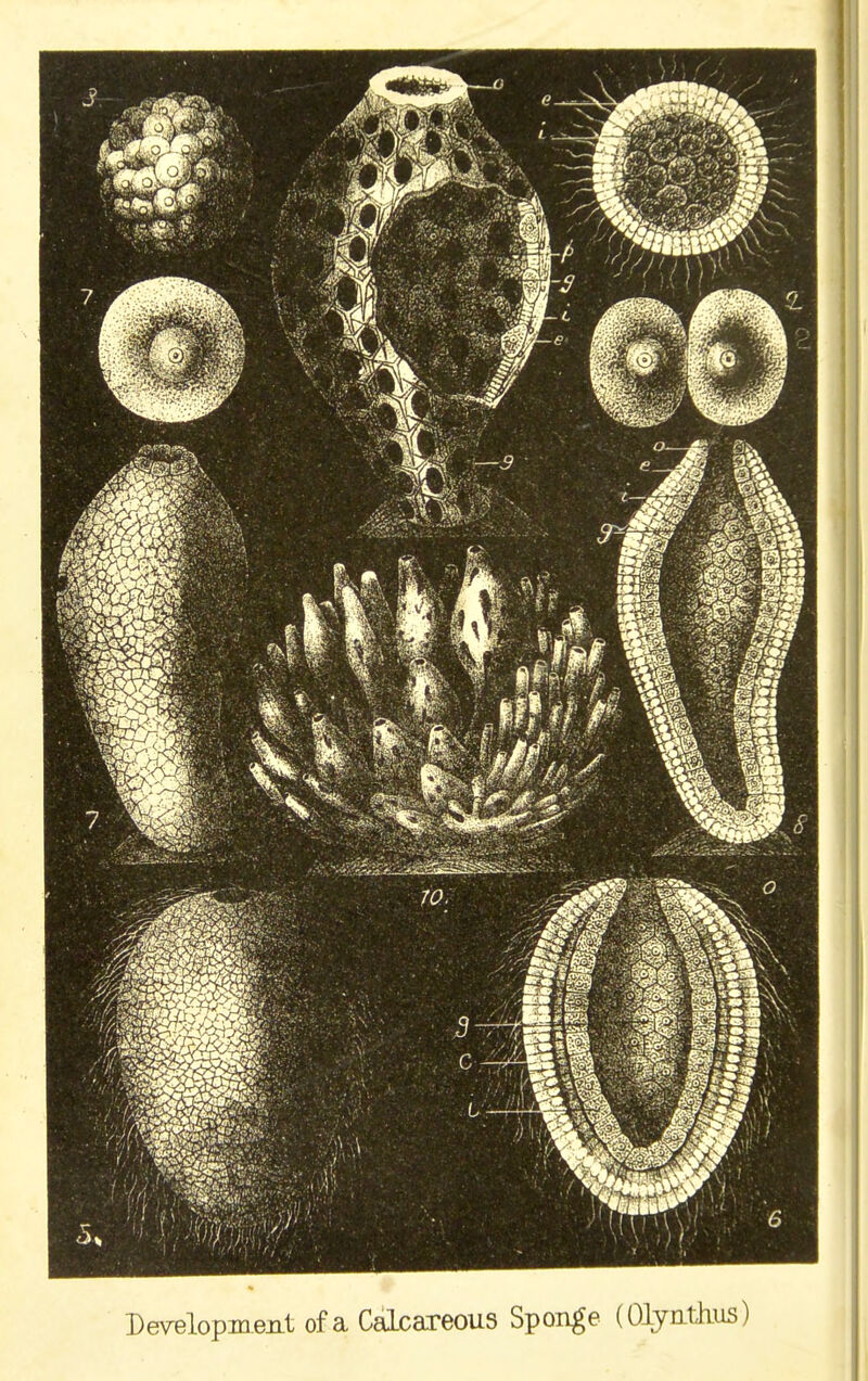 Development of a Calcareous Sponge (Olyntiius)