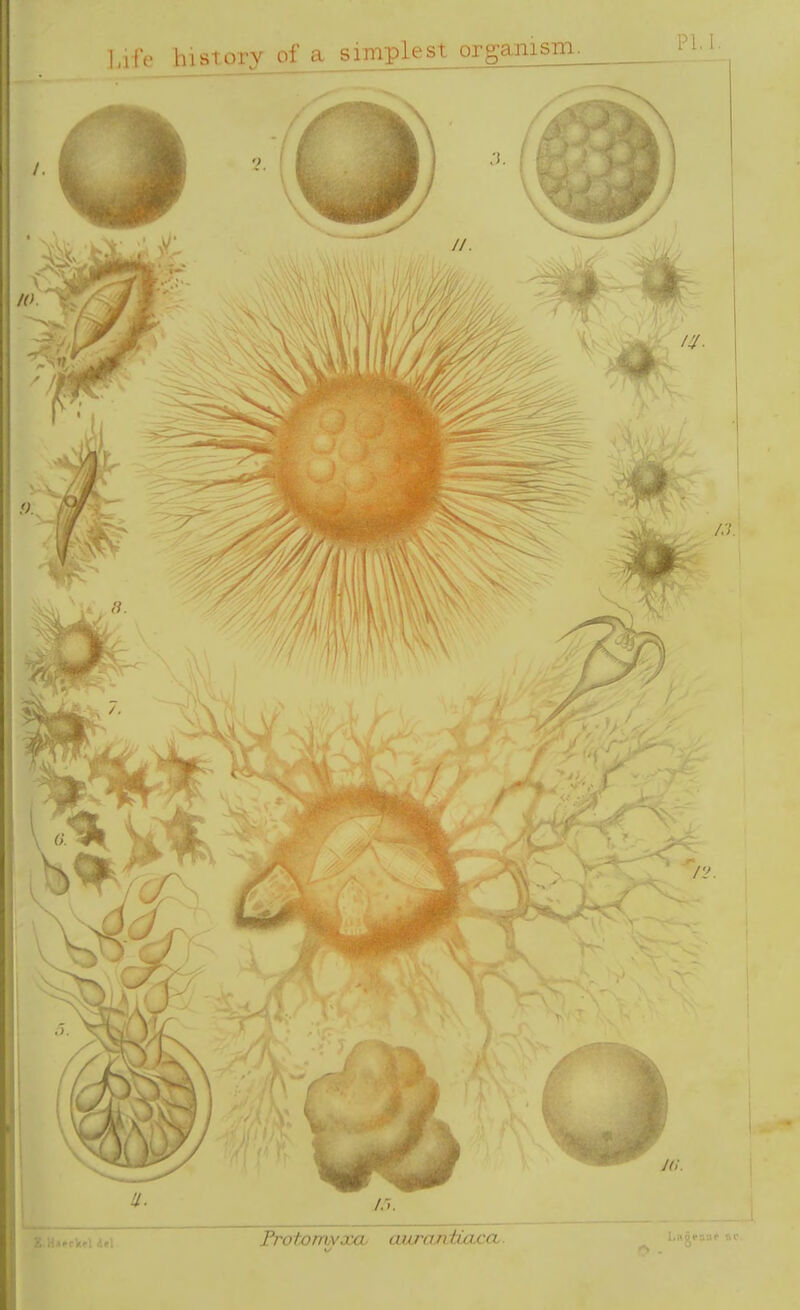 Life history of a simplest organism.