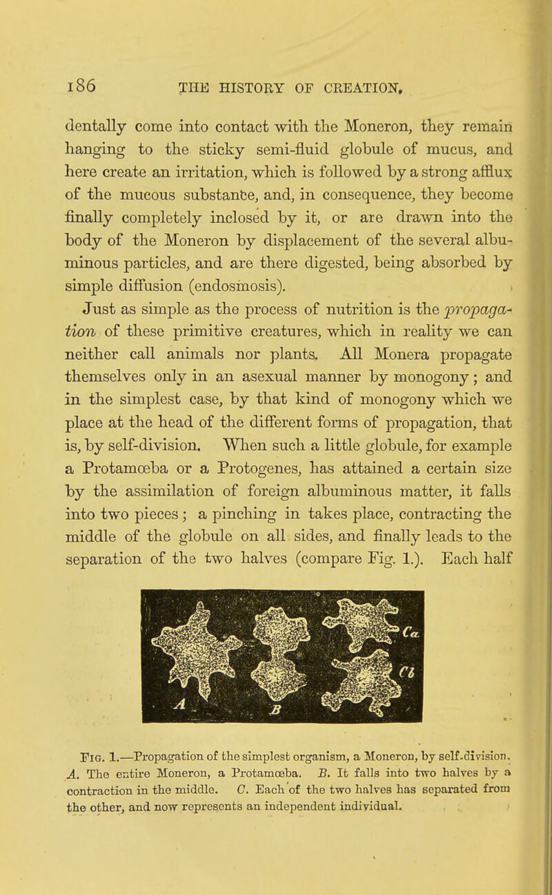 iS6 dentally come into contact with the Moneron, they remain hanging to the sticky semi-fluid globule of mucus, and here create an irritation, which is followed by a strong afflux of the mucous substance, and, in consequence, they become finally completely inclosed by it, or are drawn into the body of the Moneron by displacement of the several albu- minous particles, and are there digested, being absorbed by simple diffusion (endosmosis). Just as simple as the process of nutrition is the propaga- tion of these primitive creatures, which in reality we can neither call animals nor plants. All Monera propagate themselves only in an asexual manner by monogony; and in the simplest case, by that kind of monogony which we place at the head of the different forms of propagation, that is, by self-division. When such a little globule, for example a Protamceba or a Protogenes, has attained a certain size by the assimilation of foreign albuminous matter, it falls into two pieces ; a pinching in takes place, contracting the middle of the globule on all sides, and finally leads to the separation of the two halves (compare Fig. 1.). Each half Fig. 1.—Propagation of the simplest organism, a Moneron, by self.division. A. The entire Moneron, a Protamceba. B. It falls into two halves by a contraction in the middle. C. Each of the two halves has separated from the other, and now represents an independent individual.