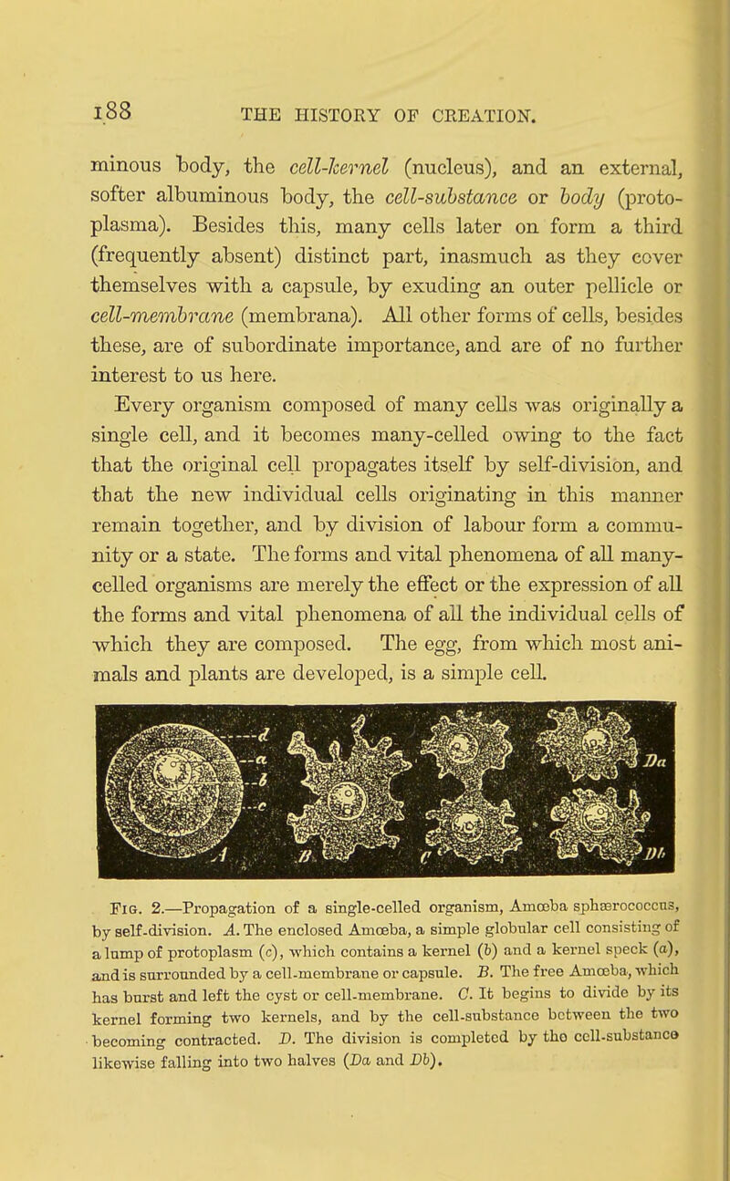 minous body, the cell-kernel (nucleus), and an external, softer albuminous body, the cell-substance or body (proto- plasma). Besides this, many cells later on form a third (frequently absent) distinct part, inasmuch as they cover themselves with a capsule, by exuding an outer pellicle or cell-membrane (membrana). All other forms of cells, besides these, are of subordinate importance, and are of no further interest to us here. Every organism composed of many cells was originally a single cell, and it becomes many-celled owing to the fact that the original cell propagates itself by self-division, and that the new individual cells originating in this manner remain together, and by division of labour form a commu- nity or a state. The forms and vital phenomena of all many- celled organisms are merely the effect or the expression of all the forms and vital phenomena of all the individual cells of which they are composed. The egg, from which most ani- mals and plants are developed, is a simple cell. Fig. 2.—Propagation of a single-celled organism, Amoeba spbasrococcns, by self-division. A. The enclosed Amoeba, a simple globnlar cell consisting of a lump of protoplasm (c), which contains a kernel (b) and a kernel speck (a), and is surrounded by a cell-membrane or capsule. B. The free Amoeba, which has burst and left the cyst or cell-membrane. C. It begins to divide by its kernel forming two kernels, and by the cell-substance between the two becoming contracted. D. The division is completed by tho cell-substanco likewise falling into two halves (Da and Db).