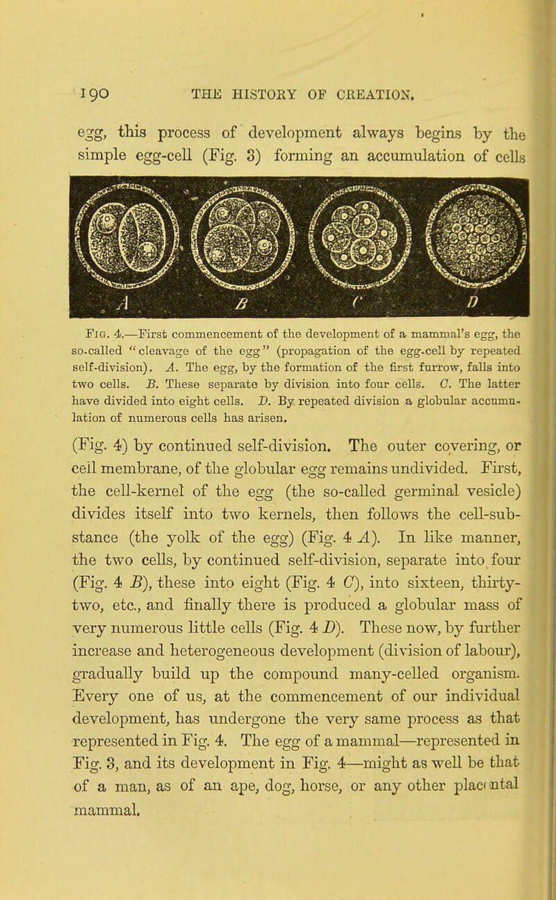 egg, this process of development always begins by the simple egg-cell (Fig. 3) forming an accumulation of cells Fig. 4.—First commencement of the development of a mammal’s egg, the so-called “ cleavage of the egg ” (propagation of the egg-cell by repeated self-division). A. The egg, by the formation of the first furrow, falls into two cells. B. These separate by division into four cells. C. The latter have divided into eight cells. D. By repeated division a globular accumu- lation of numerous cells has arisen. (Fig. 4) by continued self-division. The outer covering, or cell membrane, of the globular egg remains undivided. First, the cell-kernel of the egg (the so-called germinal vesicle) divides itself into two kernels, then follows the cell-sub- stance (the yolk of the egg) (Fig. 4 A). In like manner, the two cells, by continued self-division, separate into four (Fig. 4 B), these into eight (Fig. 4 C), into sixteen, thirty- two, etc., and finally there is produced a globular mass of very numerous little cells (Fig. 4 D). These now, by further increase and heterogeneous development (division of labour), gradually build up the compound many-celled organism. Every one of us, at the commencement of our individual development, has undergone the very same process as that represented in Fig. 4. The egg of a mammal—represented in Fig. 3, and its development in Fig. 4—might as well be that of a man, as of an ape, dog, horse, or any other placi ntal mammal.