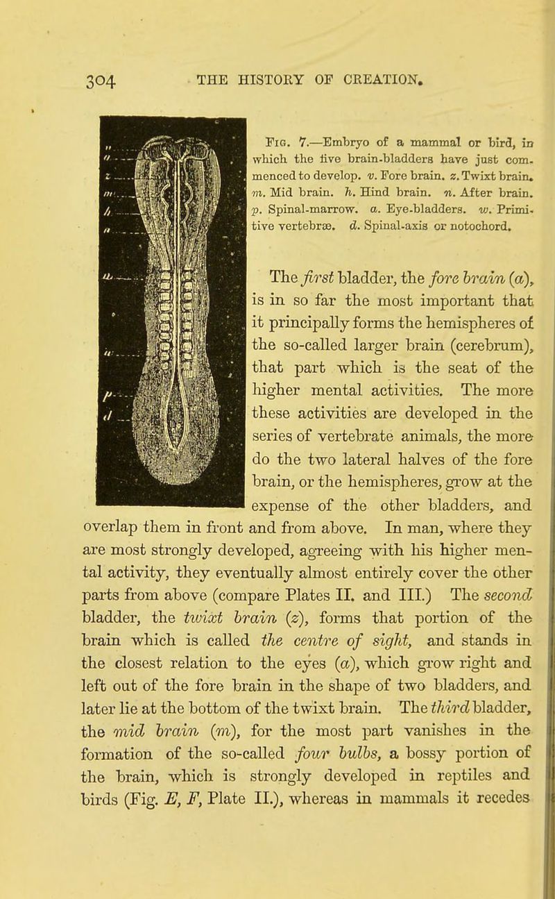 Fig. 7.—Embryo of a mammal or bird, in which the live brain-bladders have just com- menced to develop, v. Fore brain, z. Twixt brain. vi. Mid brain, h. Hind brain, n. After brain. p. Spinal-marrow, a. Eye-bladders, w. Primi- tive vertebrae, d. Spinal-axis or notochord. The first bladder, the fore brain (a), is in so far the most important that it principally forms the hemispheres of the so-called larger brain (cerebrum), that part which is the seat of the higher mental activities. The more these activities are developed in the series of vertebrate animals, the more do the two lateral halves of the fore brain, or the hemispheres, grow at the expense of the other bladders, and overlap them in front and from above. In man, where they are most strongly developed, agreeing with his higher men- tal activity, they eventually almost entirely cover the other parts from above (compare Plates II. and III.) The second, bladder, the twixt brain (z), forms that portion of the brain which is called the centre of sight, and stands in the closest relation to the eyes (a), which grow right and left out of the fore brain in the shape of two bladders, and later lie at the bottom of the twixt brain. The third bladder, the mid brain (m), for the most part vanishes in the formation of the so-called four bulbs, a bossy portion of the brain, which is strongly developed in reptiles and birds (Fig. E, F, Plate II.), whereas in mammals it recedes