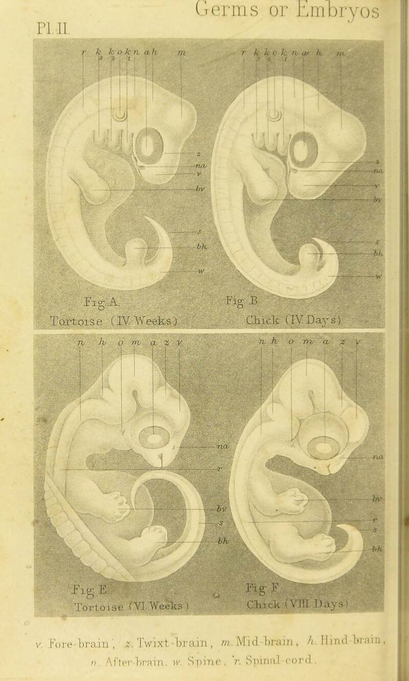 Germs or Embryos pi. ii. I ig. A. Fig. -B Tortoise (IV Weeks) Chick (IVDays) Tortoise (VI Weeks) Chick A 111. IKijs! v. Fore-Brain', z. Twixt-Brain, m. Mid-Brain , h. Hind Brain, n After Brain, w. Spine, r. Spinal-cord.