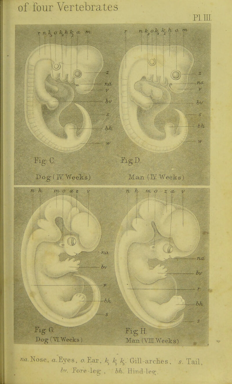 of four Vertebrates Fig-. C. Dog ITC Weeks) W FigD Man (IVWeeks) . Fig-. G. Dog fVI.’Weeks) Fig. H. Man (V III .We ek s) na.Nose, a.Eves, aEar.Vc k k. Gill-arches, Fore-leg , bh. Hind-leg. s. Tail,