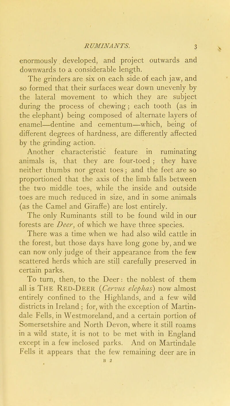 enormously developed, and project outwards and downwards to a considerable length. The grinders are six on each side of each jaw, and so formed that their surfaces wear down unevenly by the lateral movement to which they are subject during the process of chewing ; each tooth (as in the elephant) being composed of alternate layers of enamel—dentine and cementum—which, being of different degrees of hardness, are differently affected by the grinding action. Another characteristic feature in ruminating animals is, that they are four-toed ; they have neither thumbs nor great toes; and the feet are so proportioned that the axis of the limb falls between the two middle toes, while the inside and outside toes are much reduced in size, and in some animals (as the Camel and Giraffe) are lost entirely. The only Ruminants still to be found wild in our forests are Deer, of which we have three species. There was a time when we had also wild cattle in the forest, but those days have long gone by, and we can now only judge of their appearance from the few scattered herds which are still carefully preserved in certain parks. To turn, then, to the Deer: the noblest of them all is The Red-Deer {Cervus elephas) now almost entirely confined to the Highlands, and a few wild districts in Ireland ; for, with the exception of Martin- dale Fells, in Westmoreland, and a certain portion of Somersetshire and North Devon, where it still roams in a wild state, it is not to be met with in England except in a few inclosed parks. And on Martindale Fells it appears that the few remaining deer are in B 2