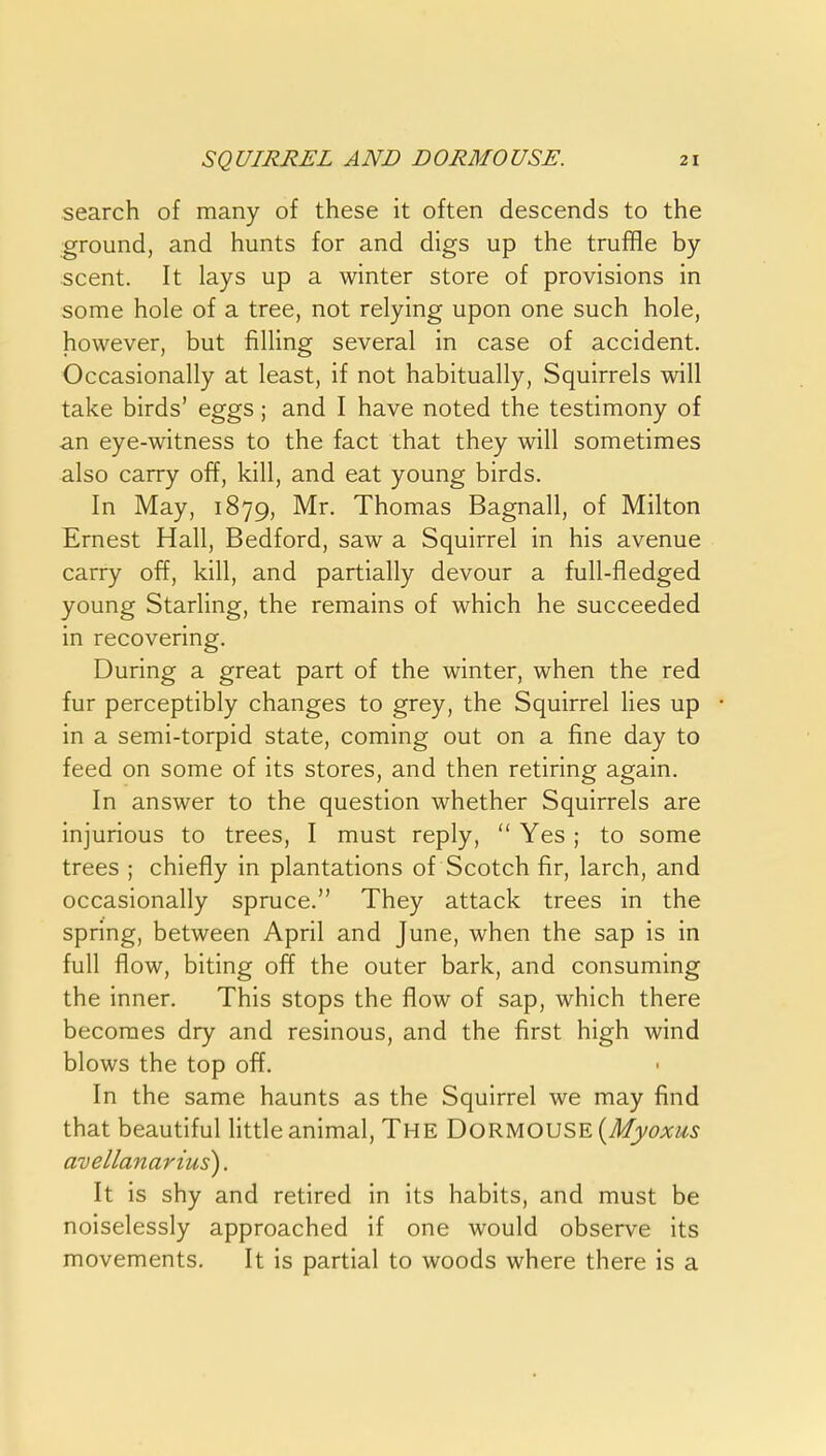 search of many of these it often descends to the ground, and hunts for and digs up the truffle by- scent. It lays up a winter store of provisions in some hole of a tree, not relying upon one such hole, however, but filling several in case of accident. Occasionally at least, if not habitually. Squirrels will take birds' eggs; and I have noted the testimony of an eye-witness to the fact that they will sometimes also carry off, kill, and eat young birds. In May, 1879, Mr. Thomas Bagnall, of Milton Ernest Hall, Bedford, saw a Squirrel in his avenue carry off, kill, and partially devour a full-fledged young Starling, the remains of which he succeeded in recovering. During a great part of the winter, when the red fur perceptibly changes to grey, the Squirrel lies up in a semi-torpid state, coming out on a fine day to feed on some of its stores, and then retiring again. In answer to the question whether Squirrels are injurious to trees, I must reply,  Yes; to some trees ; chiefly in plantations of Scotch fir, larch, and occasionally spruce. They attack trees in the spring, between April and June, when the sap is in full flow, biting off the outer bark, and consuming the inner. This stops the flow of sap, which there becomes dry and resinous, and the first high wind blows the top off. In the same haunts as the Squirrel we may find that beautiful little animal, The DORMOUSE {Myoxus avellanarius). It is shy and retired in its habits, and must be noiselessly approached if one would observe its movements. It is partial to woods where there is a