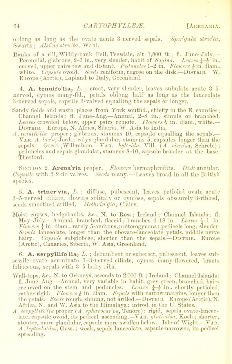 olilong as long as the ovate acute 3-nerved sepals. Spir'tjula stric'ta, Swartz ; Alsi'ne stric'ta, Wahl. Banks of a rill, Widdy-bank Fell. Teesdale, alt. 1,800 ft.; fl. June-July.— Perennial, glabrous, 2-3 in., very slender, habit of Sat/inn. Leaves j—J in., curved, upper pairs few and distant. Peduncles 1-2 in. Flowers Jin. diam., white. Capsule ovoid. Seeds reuiform, rugose on the disk.—Distrib. \Y. Em-ope (Arctic), Lapland to Italy, Greenland. 4. A. tenuifo'lia, L. ; erect, very slender, leaves subulate acute 3-5- nerved, cymes many-fid., petals oblnng half as long as the lanceolate 3-nerved sepals, capsule 3-valved equalling the sepals or longer. Sandy fields and waste places from York southd., chiefly in the E. counties; Channel Islands; fl. June-Aug.—Annual, 2-8 in., simple or branched. Leaves crowded below, upper pairs remote. Flowers ^ in. diam., white.— DrsTRiB. Europe, N. Africa, Siberia, W. Asia to India. A. tenuifo'lia proper; glabrous, stamens 10, capsule equalling the sepals.— Var. A. la.r'u, Jord.; calyx glandular, stamens 5, capsules longer than the sepals. Great (Wilbraham.—Yar. hyl'rida, Vill. (A. visco'sa, Schreb.) ; peduncles aud sepals glandular, stamens 8-10, capsule broader at the base. ThetfOrd. Section 2. Arena'ria proper. , Flowers hermaphrodite. Disk annular. Oapsille with 3 2-tid valves. Seeds many.—Leaves broad in all the British species. 5. A. triner'via, L. ; diffuse, pubescent, leaves petioled ovate acute 3-5-nerved ciliate, (lowers solitary or cymose, sepals obscurely 3-ribbed, seeds smoothed arilled. Moshrin'gia, Clairv. Bloist copses, hedgebanks, &c, N. to Ross; Ireland; Channel Islands; fl. May-July.—Annual, branched, flaccid ; brandies 4-18 in. Leaves r,-\ iu. Flowers \ in. diam., rarely 5-androus, proterogynous ; pedicels long, slender. Sepals lanceolate, longer than the obovate-lauceolate petals, middle nerve hairy. Capsule snbglobose, shorter than the Sepals.—Distrlb. Europe (Arctic), Canaries, Siberia, W. Asia. Greenland. 6. A. serpyllifo'lia, L. ; decumbent or suberect, pubescent, leaves sub- sessile ovate acuminate 1-3-nerved ciliate, cymes many-flowered, bracts foliaceous, sepals with 3-5 hairy ribs. Wall-tops, &c, N. to Orkneys, ascends to 2,000 ft.; Ireland ; Chanuel Islands ; fl. Juue-Aug.—Annual, very variable in habit, grey-green, branched, hai-s recurved ou the stem and peduncles. Leaves J-.' in., shortly petioled, rather rigid. Flowers £ in. diam. Sepals with narrow margins, longer than the petals. Seeds rough, shilling, not arilled.—Distrib. Europe (Arctic), N. Africa, N. and \Y. Asia, to the Himalaya; introd. in the V. States. A. serpyllifo'lia proper (.-/. sphterocar'pa, Teuore); rigid, sepals ovate-lanceo- late, capsule ovoid, its pedicel ascending.—Yar. glutindsa, Koch ; shorter, stouter, more glandular, capsule more swollen below. Isle of Wight.—Yar. A. leptocla'dos, Guss.; weak, sepals lanceolate, capsule narrower, its pedicel spreading.