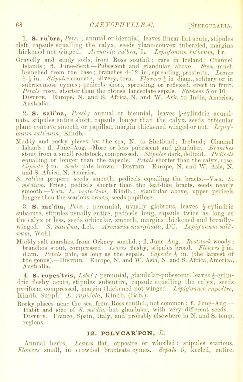 1. S. ru'bra, Pers. ; annual or biennial, leaves linear flat acute, stipules cleft, capsule equalling the calyx, seeds plano-convex tubercled, margins thickened not winged. Armaria ru'bra, L. Lepig'onum ru'brurn, Fr. Gravelly and sandy soils, from Ross southd.; rare in Ireland; Channel Islands; fl. June-Sept.—Pubescent and glandular above. Stem much branched from the base ; branches 4-12 in., spreading, prostrate. Leaves J—| in. Stipules connate, silvery, torn. Flowers J in diam., solitary or in subracemose cymes; pedicels short, spreading or reflexed, erect in fruit. Petals rosy, shorter than the obtuse lanceolate sepals. Stamens 5 or 10.— Distrib. Europe, N. and S. Africa, N. and W. Asia to India, America, Australia. 2. S. sali'na, Presl; annual or biennial, leaves ',-cylindric acumi- nate, stipules entire short, capsule longer than the calyx, seeds orbicular plano-concave smooth or papillar, margin thickened winged or not. Lepig'- onum sali'nutn, Kindt). Muddy and rocky places by the sea, N. to Shetland; Ireland; Channel Islands ; fl. Juue-Aug.—More or less pubescent and glandular. Branches stout from a small rootstock, compressed. Stipules dark, deltoid. Pedicels equalling or longer than the capsule. Petals shorter than the calyx, rose. Capsule $ in. Seeds pale brown.—Distrib. Europe, N. and W. Asia, N. and S. Africa, N. America. <S'. sali'na proper; seeds smooth, pedicels equalling the bracts.—Yar. L. me'dium, Fries; pedicels shorter than the leaf-like bracts, seeds nearly smooth.—Var. L. neejledturn, Kiudb. ; glandular above, upper pedicels longer than the scarious bracts, seeds papillose. 3. S. me dia, Pers. ; perennial, usually glabrous, leaves -J-cylindric subacute, stipules usually entire, pedicels long, capsule twice as long as the calyx or less, seeds orbicular, smooth, margins thickened and broadly- winged. S. marina, Leb. Armaria marginata, DC. Lepig'onum saW- nttm, Wahl. Muddy salt marshes, from Orkney southd.; fl. June-Aug.—liootstnck woody ; branches stout, compressed. Leaves fleshy, stipules broad. Flowers J iu. diam. Petals pale, as long as the sepals. Capsule J in. (the largest of the genus).—Distrib. Europe, N. and W. Asia, N. and S. Africa, America, Australia. 4. S. rupes'tris, Lebcl; perennial, glandular-pubescent, leaves J-cylin- dric fleshy acute, stipules snbentire, capsule equalling the calyx, seeds pyriform compressed, margin thickened not winged. Lepig'onum rupes'tre, Kindb. Suppl. L. rupic'ola, Kindb. (Bab.). Rocky places near the sea, from Ross southd., not common ; fl. ,Tnne-Aug.— Habit and size of »9. me'rfia, but glandular, with very different seeds.— Distrib. France, Spain, Italy, and probably elsewhere iu N. aud S. temp, regions. 12. POLYCAR PON, L. Annual herbs. Leaves flat, opposite or whorled ; stipules scarious. Flowers small, in crowded bracteate cymes. Sepals 5, keeled, entire.