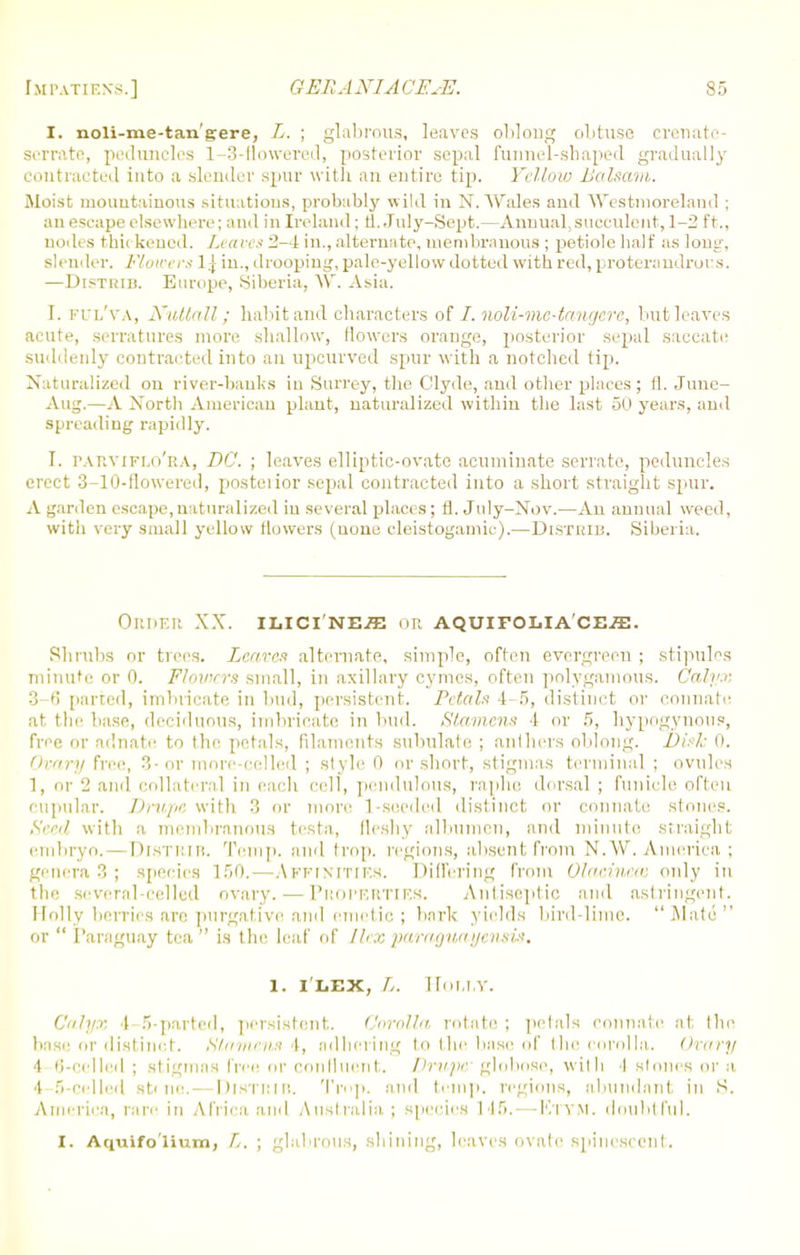 I. noli-me-tan'grere, L. ; glabrous, leaves oblong obtuse crenate- serrate, peduncles 1-3-flowerecl, posterior sepal funnel-shaped gradually contracted into a slender spur with an entire tip. Yellow Balsam. Moist mountainous situations, probably wild in N.Wales anil Westmoreland ; an escape else win1 re; and in Ireland; fl. July-Sept.—Annual, succulent, 1-2 ft., nodes thickened. Lt aves 2-4 in., alternate, membranous ; petiole half as long, slender. Flowers 1.} iu., drooping, pale-yellow dotted with red, proterandrous. —Distrib. Europe, Siberia, W. Asia. I. FUlVa, Nuttall; habit and characters of I.noli-me-tangere, but leaves acute, serratures more shallow, flowers orange, posterior sepal saccate suddenly contracted into an upcurved spur with a notched tip. Naturalized on river-banks in Surrey, the Clyde, and other places; fl. June- Aug.—A North American plant, naturalized within the last 50 years, and spreading rapidly. I. tativiflo'ra, DC. ; leaves elliptic-ovate acuminate serrate, peduncles erect 3-10-flowered, posterior sepal contracted into a short straight S2nir. A garden escape,naturalized iu several places; fl. July-Nov.—An anuual weed, with very small yellow flowers (none cleistogamic),—Distrib. Siberia. Order XX. ilici'ne^: nr. aquifolia'ce^:. Shrubs or trees. Leaves alternate, simple, often evergreen ; stipules minute or 0. Flowers small, in axillary cymes, often polygamous. Calyx 3-6 parted, imbricate in bud, persistent. Petals 4-5, distinct or connate at the base, deciduous, imbricate in bud. Stamens 4 or 5, hypogynous, free or adnate to the petals, filaments subulate ; anthers oblong. Dish 0. Ovary free, 3-or more-celled ; style 0 or short, stigmas terminal ; ovules 1, or 2 and collateral in each cell, pendulous, raphe dorsal ; funicle often cnpular. Drupe with 3 or more 1-soeded distinct or connate stones. Seed with a membranous testa, fleshy albumen, and minute straight embryo.—Distrib. Temp, and trop. regions, absent from N.W. America ; genera 3 ; species 150.—Affinities. Differing from Olaainece only in the several celled ovary. — PROPERTIES. Antiseptic and astringent. Holly berries are purgative and emetic ; baric yields bird-lime. Mate or  Paraguay tea  is the leaf of Ilex parayiunjensis. 1. I LEX, L. HoiiT.Y. Calyx 4 5-parted, persistent. Corolla rotate ; petals connate at the base or distinct. Stamens 4, adhering to the base of the corolla. Ovary 4 6-celled ; stigmas free or confluent. Drupe' globose, with I stones or a 4 5-celled st< mi. — DisTitin. Trop. and temp, regions, abundant, in S. America, rare in Africa anil Australia; species 145. — Ktvm. doubtful. I. Aquifo'lium, L. ; glabrous, shining, leaves ovale spinescent.