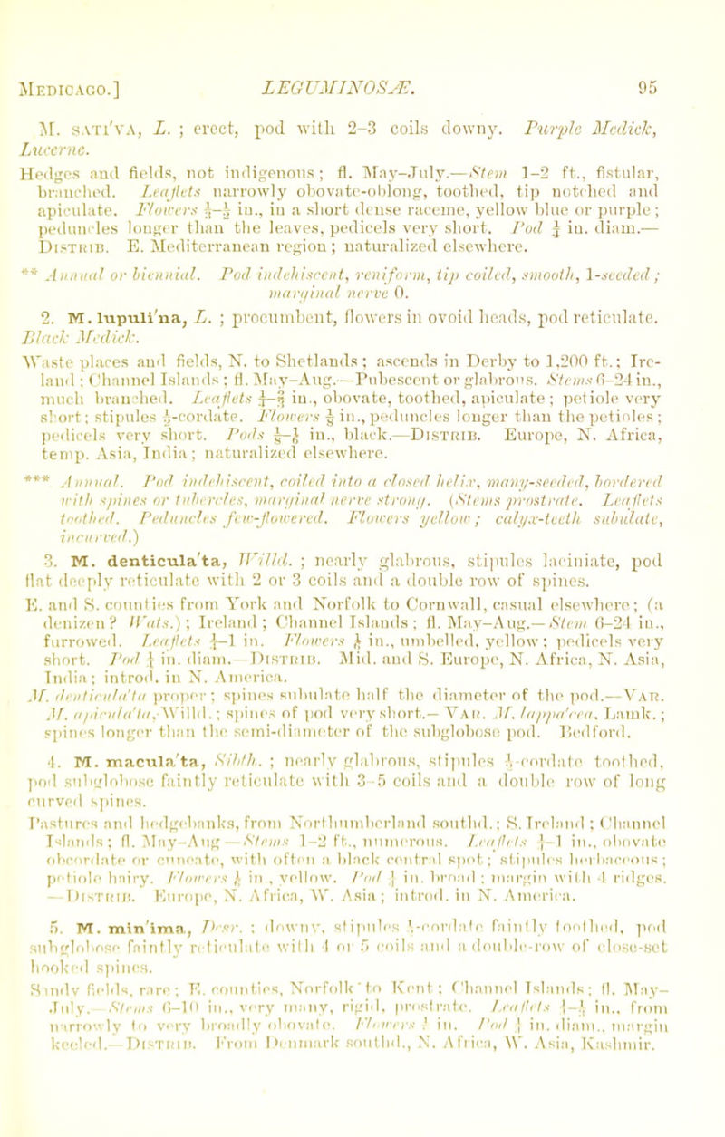 Medicago.] LEQUMINOSjE. 05 SI. sati'va, L. ; erect, pod with 2-3 coils downy. Purple Mcdick, Lucerne. Hedges and fields, not indigenous; fl. May-July.—Stem 1-2 ft., fistular, branched. Leaflets narrowly obovate-oblong, toothed, tip notched and apiculate. Flowers J—§ in., in a short dense raceme, yellow blue or purple ; peduncles longer than the leaves, pedicels very short. Pod j in. diam.— Distrib. E. Mediterranean regiou ; naturalized elsewhere. ** Annual or biennial. Pod indehiscent, reniform, tip coiled, smooth, 1-secded; marginal nerve 0. 2. M. lupuli'na, L. ; procumbent, flowers in ovoid heads, pod reticulate. Black Medici: Waste places and fields, N. to Shetlauds : ascends in Derby to 1,200 ft.: Ire- land : Channel Islands : H. May-Aug.—Pubescent or glabrous. Stems 6-24 in., much bran shed. Leaflets |-§ iu., obovate, toothed, apiculate ; petiole very short: stipules ^-cordate. Floirers -| in., peduncles longer than the petioles : pedicels very short. Pods g-J in., black.—Distrib. Europe, N. Africa, temp. Asia, India; naturalized elsewhere. *** Annual, J'od indehiscent, coiled into a closed helix, many-seeded, bordeved with spines or tubercles, marginal nerve strong. (Stems prostrate. Leaflets toothed. Peduncles few-flowered, Floirers yellow; calyx-teeth subulate, incurved.) 3. M. denticula'ta, Willi. ; nearly glabrous, stipules laciniate, pod flat deeply reticulate with 2 or 3 coils and a double row of spines. E. and S. counties from York and Norfolk to Cornwall, casual elsewhere; (a denizen? Wats.); Ireland; Channel Islands ; fl. May—Aug.— Stem 0-2-1 in., furrowed. Leaflets }—1 in. Floirers £ in., unihelled, yellow ; pedicels very short. Pod | in. diam.—Distrib. Mid. and S. Europe, N. Africa, N. Asia, India ; introd. in N, America. M, denticula'ta proper; spines subulate half the diameter of the pod.—VAH. M. apicula'ta,W\\\&,: spines of pod very short.— Vaii. M. lappa'cea. Lamk.; spines longer than the semi-diameter of the suhglobo.se pod. Pedf'ord. ■I. M. macuia'ta, Sibth. ; nearly glabrous, stipules J-cordate tool hod, pod subglobose faintly reticulate with 3-5 coils and a double row of long curved spines. Pastures and bedgebanks, from Northumberland southd.; S. Ireland ; Channel Islands; fl. May-Aug — Sinus 1-2 ft., numerous. Leaflets |-1 in., obovate obcordate or enneate, with often a black central spot; stipules herbaceous; petiole hairy. Flowers ,1 in., yellow. Pod J in. broad : margin with I ridges. - DisTiiin. Ku rope, N. Africa, W. Asia; introd. in N. America. 5. M. min'ima, Dear. : downy, stipules ^-cordate faintly toothed, pod SUhglnbose fninflv ivtielllate with 1 01' 5 COlls and a double-row of cloSC-SCt hooked Bpines, Sandy fields, rare; R. counties, Norfolk to Kent: Channel Islands; II, May- July. Stems 8-10 in., very many, rigid, prostrate. Leaflets I-.1, in., from narrowly to wry broadly obovate. Flowers .' in. /'<»/ ] in. diam.. margin keeled. Distimm. From Denmark southd., X. Africa, \V. Asia, Kashmir.