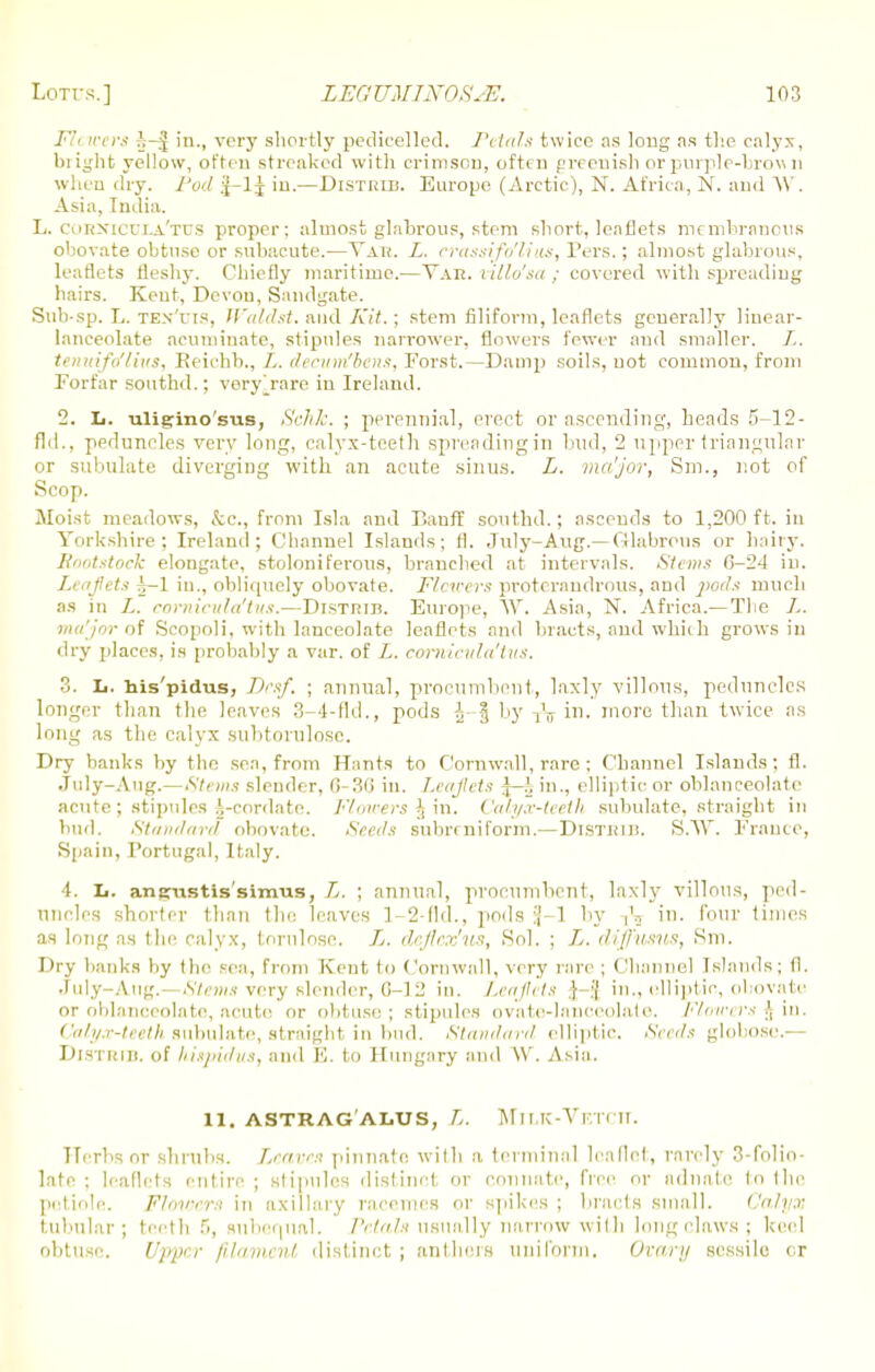 /• '• rs in., very shortly pedicelled. Petals twice as long as the calyx, bright yellow, often streaked with crimson, often greenish or purple-brown when dry. Pod \-\\ in.—Distriu. Europe (Arctic), N. Africa, N. and W. Asia, India. L. cukxicula'tcs proper; almost glabrous, stem short, leaflets membranous obovate obtuse or subacute.—Yak. L, crassifo'lius, Pers.; almost glabrous, leaflets fleshy. Chiefly maritime.—Yah. villo'sa ; covered with spreading hairs. Kent, Dcvou, Sandgate. Sub-sp. L. ten'vis, Waldst. and Kit.; stem filiform, leaflets generally linear- lanceolate acuminate, stipules narrower, flowers fewer and smaller. /,. tenuiflt/lius, Reichb., L. decum'bens, Forst.—Damp soils, not common, from Forfar southd.; voryj-are in Ireland. 2. Ii. uligino'sus, Sehh. ; perennial, erect or ascending, heads 5-12- fld.. peduncles very long, calyx-teeth spreadingin bud, 2 upper triangular or subulate diverging with an acute sinus. L. major, Sm., not of Scop. Moist meadows, &c, from Isla and Bauff southd.; ascends to 1,200ft. in Yorkshire; Ireland; Channel Islands; fl. July-Aug.— f41abrous or hairy. Rootstock elongate, stoloniferous, branched at intervals. Slews C-24 in. Leaflets 5-1 in., obliquely obovate. Flowers proterandrous, and j>ods much as in L. cornicula'tus.—DisTrnn. Europe, AY. Asia, N. Africa.— The ma'jor of Scopoli, with lanceolate leaflets and bracts, and which grows in dry places, is probably a var. of L. cornicula'tus. 3. Ii. Ms'pidus, Dc.if, ; annual, procumbent, laxly villous, peduncles longer than the leaves 3-4-fld., pods J-| by Vu in- more than twice as long as the calyx subtorulose. Dry banks by the sea, from Hants to Cornwall, rare ; Channel Islands; fl. July-Aug.—Stems slender, fi-3(i in. Leaflets J—i in., elliptic or oblanceolate acute; stipules J-cordate. Flowers J in. Calyx-teeth subulate, straight in bud. Standard obovate. Seeds subrrniform.— Disthiij. S.AY France, Sp&in, Portugal, Italy. 4. Ii. aneustis'simus, L. ; annual, procumbent, laxly villous, ped- uncles shorter than the leaves 1-2-flcL, pods :\-\ by iV in. four times as long as the calyx, tornlose. L. dcflcx'us, Sol. ; L. diffusus, Sm. Dry banks by the sea, from Kent to Cornwall, very rare ; Channel Islands; fl. July-Aug.—Stems very slender, 6-12 in. Leaflets .}-:( in., elliptic, obovate or oblanceolate, acute or obtuse; stipules ovate-lanceolate. Flowers J in. Calyx-teeth subulate, straight in bud. Standard elliptic. Seeds globose.— Djstrib. of hispid-its, and E. to Hungary and AY Asia. 11. ASTRAG ALUS, L. MlLK-VETCTT. Herbs or shrubs. Leave:! pinnate with a terminal leaflet, rarely 3-folio- late ; leaflets entire ; stipules distinct or connate, flee or admite to the petiole. Fhvrrn in axillary racemes or spikes ; bracts small. Calyx tubular; teeth 5, subeqnal. Petals usually narrow with long claws; keol obtuse. Ujiprr /ihniienl distinct; anthers uniform. Ovary sessile cr