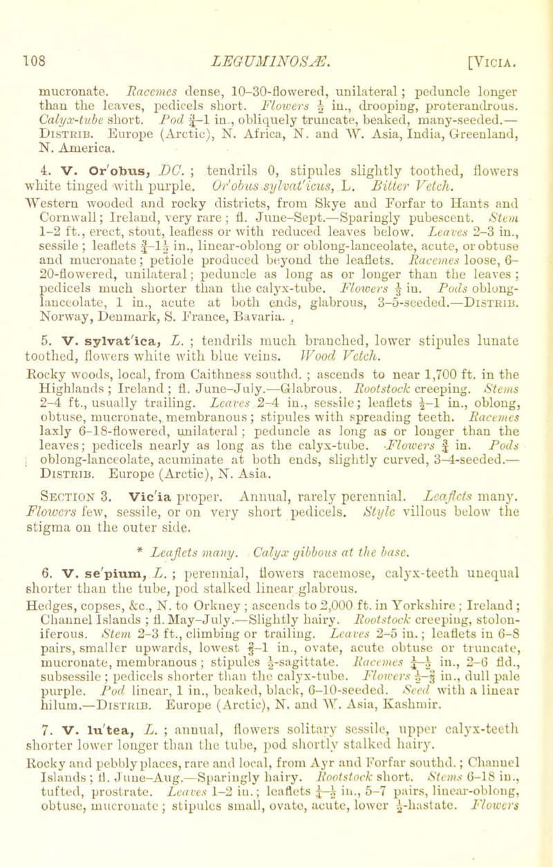 mucronate. Racemes dense, 10-30-flowered, unilateral; peduncle longer than the leaves, pedicels short. Flowers ^ in., drooping, proterandrous. Calyx-tube short. Pool J-l in., obliquely truncate, beaked, many-seeded.— Distrib. Europe (Arctic), N. Africa, N. and W. Asia, India, Greenland, N. America. 4. V. Or'obus, DC. ; tendrils 0, stipules slightly toothed, flowers white tinged with purple. OliobussyIvat'icus, L. Bitter Fetch. Western wooded and rocky districts, from Skye and Forfar to Hants and Cornwall; Ireland, very rare ; fl. June-Sept.—Sparingly pubescent. Stem 1- 2 ft., erect, stout, leafless or with reduced leaves below. Leaves 2-3 in., sessile ; leaflets f-la in., linear-oblong or oblong-lanceolate, acute, or obtuse and mucronate; petiole produced beyond the leaflets. Racemes loose, 6- 20-flowered, unilateral; peduncle as long as or longer than the leaves ; pedicels much shorter than the calyx-tube. Flowers 3 in. Pods oblong- lanceolate, 1 in., acute at both ends, glabrous, 3-5-seeded.—Distrib. Norway, Denmark, S. France, Bavaria. , 5. V. sylvat'ica, L. ; tendrils much branched, lower stipules lunate toothed, flowers white with blue veins. Wood Vetch. Rocky woods, local, from Caithness southd. ; ascends to near 1,700 ft. in the Highlands; Ireland; fl. June-July.—Glabrous. Rootstock creeping. Stems 2- 4 ft., usually trailing. Leaves 2-4 in., sessile; leaflets |-1 in., oblong, obtuse, mucronate, membranous; stipules with spreading teeth. Racemes laxly 6-18-flowered, unilateral ; peduncle as long as or longer than the leaves; pedicels nearly as long as the calyx-tube. -Flowers j in. Pods oblong-lanceolate, acuminate at both ends, slightly curved, 3^4-seeded.— DiSTHiB. Europe (Arctic), N. Asia. Section 3. Vic'ia proper. Annual, rarely pereunial. Leaflets many. Flowers few, sessile, or on very short pedicels. Style villous below the stigma ou the outer side. * Leaflets many. Calyx gibbous at the base. 6. V. se'pium, L. ; perennial, flowers racemose, calyx-teeth unequal shorter than the tube, pod stalked linear glabrous. Hedges, copses, &c, N. to Orkney ; ascends to 2,000 ft. in Yorkshire ; Ireland ; Channel Islands ; fl. May-July.—Slightly hairy. Rootstock creeping, stolon- iferous. Stem 2-3 ft., climbing or trailing. Leaves 2-5 in.; leaflets in 6-8 pairs, smaller upwards, lowest |-1 in., ovate, acute obtuse or truncate, mucronate, membranous ; stipules ^-sagittate. Racemes j-i in., 2-6 fld., subsessile ; pedicels shorter than the calyx-tube. Flowers A-jj in., dull pale purple. Pod linear, 1 in., beaked, black, 6—10-seeded. Seed with a linear hilum.—DisriiiB. Europe (Arctic), N. and W. Asia, Kashmir. 7. V. lu'tea, L. ; annual, flowers solitary sessile, upper calyx-teeth shorter lower longer than the tube, pod shortly stalked hairy. Rocky and pebbly places, rare aud local, from Ayr and Forfar southd.; Channel Islands ; 11. Juue-Aug.—Sparingly hairy. Rootstock short. Stems 6-18 in., tufted, prostrate. Leaves 1-2 in.5 leaflets J-s in., 5-7 pairs, liuear-oblong, obtuse, mucronate ; stipules small, ovate, acute, lower ^-hastate. Flowers