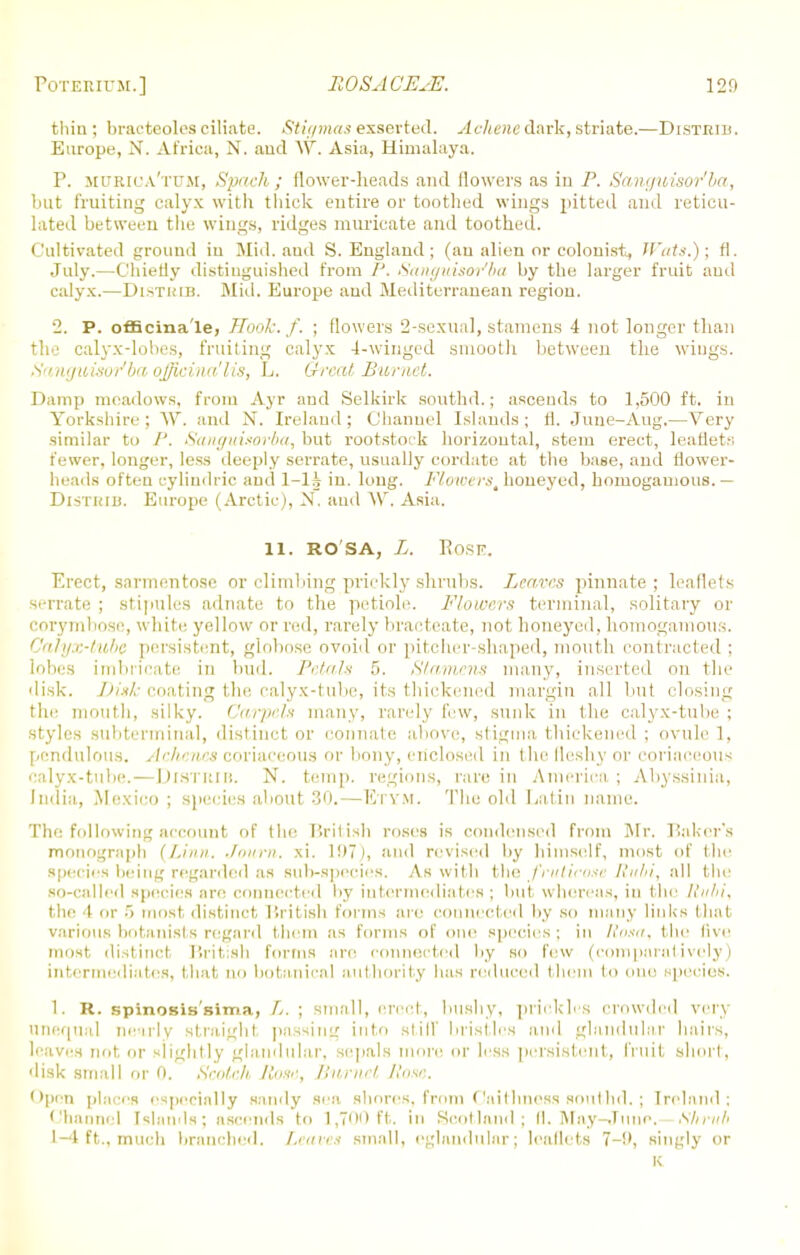 thin ; bracteoles ciliate. Stigmas exserted. Achene dark, striate.—Distbib. Europe, N. Africa, X. and \\r. Asia, Himalaya. P. murr'a'tum, Spach; flower-heads and flowers as in P. Sanguisor'ba, but fruiting calyx with thick entire or toothed wings pitted and reticu- lated between the wings, ridges muricate and toothed. Cultivated ground iu Mid. ami S. England ; (an alien or colonist, Wats.); fl. July.—C'hietly distinguished from P. Sanguisor'ba by the larger fruit ami calyx.—Disthib. Mid. Europe and Mediterranean region. 2. P. officinale, Hook. f. ; flowers 2-sexua], stamens 4 not longer than the calyx-lobes, fruiting calyx 4-winged smooth between the wings. Sanguisor'ba officinalis, L. Great, Burnet. Damp meadows, from Ayr and Selkirk southd.; ascends to 1,500 ft. in Yorkshire; W. and X. Ireland; Channel Islands; fl. June-Aug.—Very similar to P. Sanguisorba, but rootstock horizontal, stem erect, leaflet.-; fewer, longer, less deeply serrate, usually cordate at the base, and flower- heads often cyliudric and l-lh in. long. PlowersthoneyeCi, homogamous.— DisTuiii. Europe (Arctic), X. anil W. Asia. ii. ro'sa, L. Rose. Erect, sarmentose or climbing prickly shrubs. Leaves pinnate ; leaflets serrate ; stipules adnate to the petiole. Flowers terminal, solitary or corymbose, white yellow or red, rarely bracteate, not honeyed, homogamous. Calyx-tube persistent, globose ovoid or pitcher-shaped, mouth contracted : lobes imbricate in bud. Petals 5. Stamens many, inserted on the disk. Disk coating the calyx-tube, its thickened margin all but closing the mouth, silky. C/irpe/x many, rarely few, sunk in the calyx-tube ; styles subterminal, distinct or connate above, stigma thickened ; ovule 1, pendulous. Achenes coriaceous or bony, enclosed in the fleshy or coriaceous calyx-tube. — DlSTRIB. N. temp, regions, rare in America; Abyssinia, India., Mexico ; species about 30.—Etym. The old Latin name. The following account of the British roses is condensed from Mr. Baker's monograph (/.inn. ./num. .xi. 197,), and revised by himself, most of the Species being regarded as sub-species. As with the frutieose Rllhi, all the so-called species are connected by intermediates; but whereas, in the Rllbi, the I or .> must distinct British forms are connected by so many links that various botanists regard them as forms of one species; in Rosa, the live must distinct British forms are connected by so few (comparatively) intermediates, licit no botanical authority has red 1 them to one species. 1. R. spinosis'sima, L. ; small, erect, bushy, prickles crowded very unequal nearly straight passing into still' bristles and glandular hairs, leaves not or slightly glandular, sepals more or less persistent, fruit short, disk small or 0. Scotch /lair., Burnet Rose. Open places especially sandy sea shores, from Caithness southd.; Ireland; Channel Islands; ascends to 1,700 ft. in Scotland; II. May-June. Shrub I—I ft., much branched. Leaves small, eglandular; leaflets 7-9, singly or K