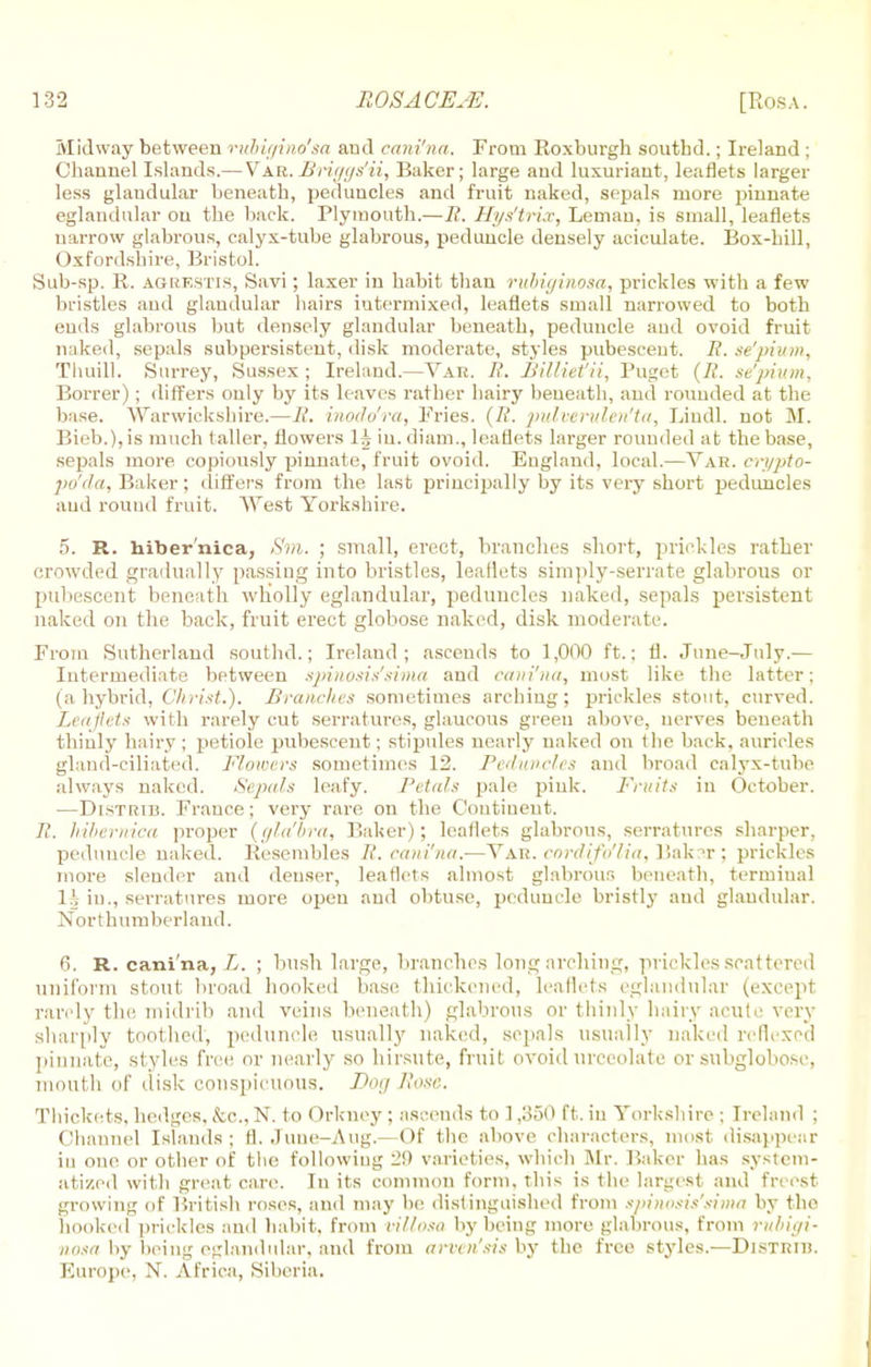 Midway between rubigino'sa aud cani'na. From Roxburgh soutbd.; Ireland ; Channel Islands.— Vab.Briggs'ii, Baker; large and luxuriant, leaflets larger less glandular beneath, peduncles and fruit naked, sepals more pinnate eglandular on the back. Plymouth.—It. Hys'trix, Leman, is small, leaflets narrow glabrous, calyx-tube glabrous, peduncle densely aciculate. Box-hill, Oxfordshire, Bristol. Sub-sp. R. agrestis, Savi; laxer in habit than rubiginosa, prickles with a few bristles and glandular hairs intermixed, leaflets small narrowed to both cuds glabrous but densely glandular beneath, peduncle aud ovoid fruit naked, sepals subpersistent, disk moderate, styles pubesceut. E. se'pium, Thuill. Surrey, Sussex; Ireland.—Yar. It. Billieiii, Puget (It. se'pium, Borrer); differs only by its leaves rather hairy beneath, and rounded at the base. Warwickshire.—It. inodo'ra, Pries. (It. pulverulen'ta, Lindl. not M. Bieb.),is much taller, flowers lg in. diam., leaflets larger rounded at the base, sepals more copiously pinnate, fruit ovoid. England, local.—Yar. crypto- po'da, Baker; differs from the last principally by its very short peduncles aud round fruit. West Yorkshire. 5. R. hiber'nica, S'm. ; small, erect, branches short, prickles rather crowded gradually passing into bristles, leaflets simply-serrate glabrous or pubescent beneath wholly eglandular, peduncles naked, sepals persistent naked on the back, fruit erect globose naked, disk moderate. From Sutherland soutbd.; Ireland; ascends to 1,000 ft.; fl. June-July.— Intermediate between spinosis'sima and cani'na, most like the latter; (ahybrid, Christ.). Branches sometimes arching; prickles stout, curved. Leaflets with rarely cut serratures, glaucous green above, nerves beneath thinly hairy; petiole pubescent; stipules nearly naked on the back, auricles gland-ciliated. Flowers sometimes 12. Peduncles and broad calyx-tube always naked. Sepals leafy. Petals pale pink. Fruits in October. —Distrib. France; very rare on the Coutiueut. It. hibernica proper (gla'bra, Baker); leaflets glabrous, serratures sharper, peduncle naked. Resembles It. cani'na.—Vab. cordifo'lia, Bak?.r; prickles more slender and deuser, leaflets almost glabrous beneath, termiual l.v in., serratures more open and obtuse, peduncle bristly aud glandular. Northumberland. 6. R. cani'na, L. ; bush large, branches long arching, prickles scattered uniform stout broad hooked base thickened, leaflets eglandular (except rarely the midrib and veins beneath) glabrous or thinly hairy acute very sharply toothed, peduncle usually naked, sepals usually naked re flexed pinnate, styles free or nearly so hirsute, fruit ovoid urceolate or subglobose, mouth of disk conspicuous. Dog Rose. Thickets, hedges, &c., N. to Orkney ; ascends to 1,350 ft. in Yorkshire ; Ireland ; Channel Islands; fl. Juue-Aug.—Of the above characters, most disappear iu one or other of the following I'D varieties, which Mr. Baker has system- atized with great care. In its common form, this is the largest and freest growing of British roses, and may be distinguished from spinosis'sima by the booked prickles and habit, from ril/osa by being more glabrous, from rubigi- ttosa by being eglandular, and from arven'sisby the free styles.—Distrid. Europe, N. Africa, Siberia.