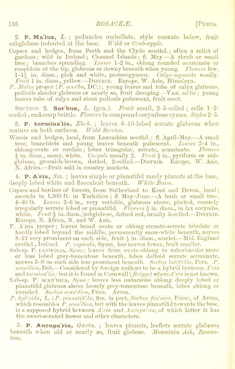 2. P. Ma'lus, L. ; peduncles umbellate, style connate below, fruit subglobose indented at the base. Wild or Crab-apple. Copses and hedges, from Perth and the Clyde southd.; often a relict of gardens ; wild iu Ireland; Channel Islands ; fl. May.—A shrub or small tree ; branches spreading. Leaves 1-2 in., oblong rounded acuminate or cuspidate at the tip, glabrous or downy beneath when young. Flowers few, in. diam., pink and white, proterogynous. Calyx-segments woolly. Fruit 1 in. diam., yellow.—Distrib. Europe, W, Asia, Himalaya. P. Mains proper (P. acer'ba, DC.); young leaves and tube of calyx glabrous, pedicels slender glabrous or nearly so, fruit drooping. -Var. mi'tis ; young leaves tube of calyx and stout pedicels pubescent, fruit erect. Section 2. Sorbus, L. (gen.). Fruit small, 2-5-celled ; cells 1-2- seeded ; endocarp brittle. Flowers in compound corymbose cymes. Styles 2-5. 3. P. tormina'lis, Ehrh. ; leaves 6-10-lobed serrate glabrous when mature on both surfaces. Wild Service. Woods and hedges, local, from Lancashire southd.; fl. April-May.—A small tree, branchlets and young leaves beneath pubescent. Leaves 2-4 in., oblong-ovate or cordate ; lobes triangular, serrate, acuminate. Flowers J; in. diam., many, white. Carpels usually 2. Fruit § in., pyriform or sub- globose, greenish-brown, dotted, 2-celled.—Distrib. Europe, W. Asia. N. Africa.—Fruit sold in country markets. 4. P. A'ria, Sm. ; leaves simple or pinnatifid rarely pinnate at the base, deeply lobed white and fiocculeut beneath. While Beam. Copses and borders of forests, from Sutherland to Kent and Devon, local : ascends to 1,500 ft. in Yorkshire ; fl. May-June.—A bush or small tree. 4-40 ft. Leaves 2-6 in., very variable, glabrous above, plaited, coarsely irregularly serrate lobed or pinnatifid. Flowers h in. diam., in lax corymbs, white. Fruit h iu. diam.,'subglobose, dotted red, usually 3-celled.—Distrib. Europe, N. Africa, N. and W. Asia. P. A'ria proper; leaves broad ovate or oblong creuate-serrate lobulate or hardly lobed beyond the middle, permanently snow-white beneath, nerves 8-13 very prominent on each side, fruit h in. diam., scarlet.—Mid. England southd., Ireland. P. rupicola, Syme, has nerves fewer, fruit smaller, .Sub-sp. P. latifolia, Syme; leaves from ovate-oblong to suborbicular more or less lobed grey-tomentose beneath, lobes deltoid serrate acuminate, nerves 5-0 on each side less prominent beneath. Sorbus latifo'lia, Pcrs. scan'dica,T>nh.—Considered by foreign authors to be a hybrid between A'ria and tormina'lis; but it is found iu Cornwall (firii/i/s) where.JVf'ir is not known. Sub-sp. P. scan'jmca, Syme; leaves less coriaceous oblong deeply lobed or pinnatifid glabrous above loosely grcy-tomeutoso beneath, lobes oblong or rounded. Sorbus scan'dica, Fries. Arrau. P. hyb'rida, L. (/'. pinnatifi'da, Sm. iu part, Sorbus fen'nica, Fries), of Arrau, which resembles /'. scan'dica, but witli (he leaves pinnatifid towards the base, is a supposed hybrid between A'ria and A ucupa'ria, of which latter it has the sweet-scented flower and other characters. 5. P. Aucupa'ria, Gerrtn. ; leaves pinnate, leaflets serrate glabrous beneath when old or nearly so, fruit globose. Mountain Ash, Rowan- tree.