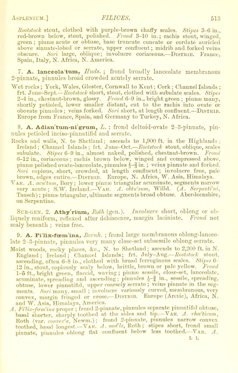 Rootstock stout, clothed with purple-brown chaffy scales. Stipes 3-6 in., red-brown below, stout, polished. Frond 3-10 iu.; rachis stout, winged, green ; pinnse acute or obtuse, base truncate cuneate or cordate auricled above siuuate-lobed or serrate, upper confluent; midrib and forked veins obscure. Sori large, oblique; involucre coriaceous.—Distrib. France, Spain, Italy, N. Africa, N. America. 7. A. lanceola'tum, Huds. ; frond broadly lanceolate membranous 2-pinnate, pinnules broad crowded acutely serrate. Wet rocks ; York, Wales, Gloster, Cornwall to Kent; Cork ; Channel Islands ; frt. June-Sept.—Ruotstock short, stout, clothed with subulate scales. Stipes 2-4 in., chestnut-brown, glossy. Frond 6-9 in., bright green ; pinna; many, shortly petioled, lower smaller distant, cut to the rachis into ovate or obovate pinnules ; veins forked. Sort short, at length confluent.—Distrib. Europe from France, Spaiu, and Germany to Turkey, N. Africa. 8. A. Adian'tum-ni'grum, L. : frond deltoid-ovate 2-3-pinnate, pin- nules petioled inciso-pinnatifid and serrate. Rocks and walls, N. to Shetland; ascends to 1,900ft. in the Highlands: Ireland; Channel Islands; frt. June-Oct.—Rootstock stout, oblique, scales subulate. Stipes 6-9 in., almost naked, polished, chestnut-brown. Frond 6-12 in., coriaceous ; rachis brown below, winged and compressed above, pinnae polished ovate-lanceolate, pinuules ^-g in.; veins pinnate and forked. Sori copious, short, crowded, at length confluent; involucre free, pale brown, edges entire.—Distrib. Europe, N. Africa, W. Asia, Himalaya. Vak. A. acu'tutn, Bory; lower pinna3 triangular acuminate, segments narrow very acute; S.W. Ireland.—Var. A. obtn'sum, Willd. (A. Serpenti'ni, Tausch); pinn;e triangular, ultimate segments broad obtuse. Aberdeenshire, on Serpentine. Sub-gen. 2. Athy'rium, Roth (gen.). Involucre short, oblong or ob- liquely reniform, reflexed after dehiscence, margin laeiniate. Frond not scaly beneath ; veins free. 9. A. Fi'lix-foem'ina, Bernh. ; frond large membranous oblong-lanceo- late 2-3-pinnate, pinnules very many close-set subscssile oblong serrate. Moist woods, rocky places, &c, N. to Shetland ; ascends to 2,200 ft. in N. England; Ireland; Channel Islands; frt. July-Aug.—Rootstock stout, ascending, often 6-8 in., clothed with broad ferruginous scales. Stipes 6- 12 in., stout, copiously scaly below, brittle, brown or pale yellow. Frond 1-5 ft., bright green, flaccid, waving-; pinnse sessile, dose-set, lanceolate, acuminate, spreading and ascending; pinnules in., sessile, spreading, obtuse, lower pinnatifid, upper coarsely serrate; veins pinnate in the seg- ments. Sori many, small; involucre variously curved, membranous, very convex, margin fringed or crose.---Distrib. Europe (Arctic), Africa, N. and W. Asia, Himalaya, America. /. Fi'luc-fcem'ina proper; frond 2-pinnate,pinnules separate pinnatifid obtuse, basal shorter, sharply toothed at the sides and tip.—Var. A. rhafticum, Roth (var. convea/a, Newm.); frond 2-pinnate, pinnules narrow convex toothed, basal longest.—Vak. A. mol'lc, Roth ; stipes short, frond small pinnate, pinnules oblong Hat eonlluent below less toothed. Vau, A. L Ci